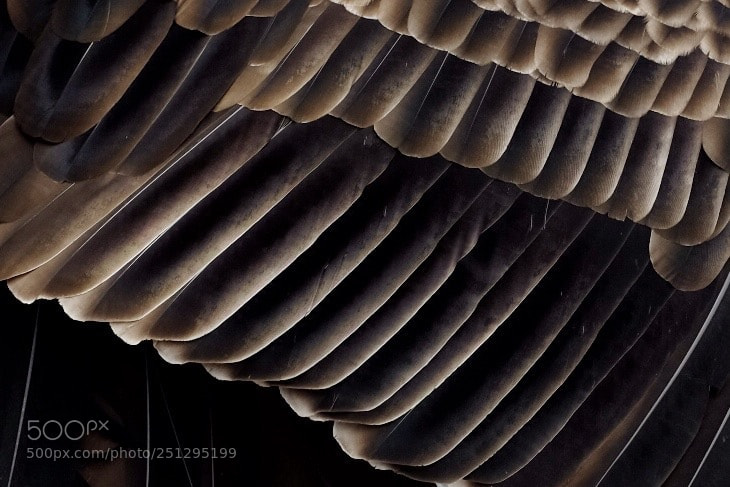 Fujifilm X100S sample photo. Black vulture wing photography