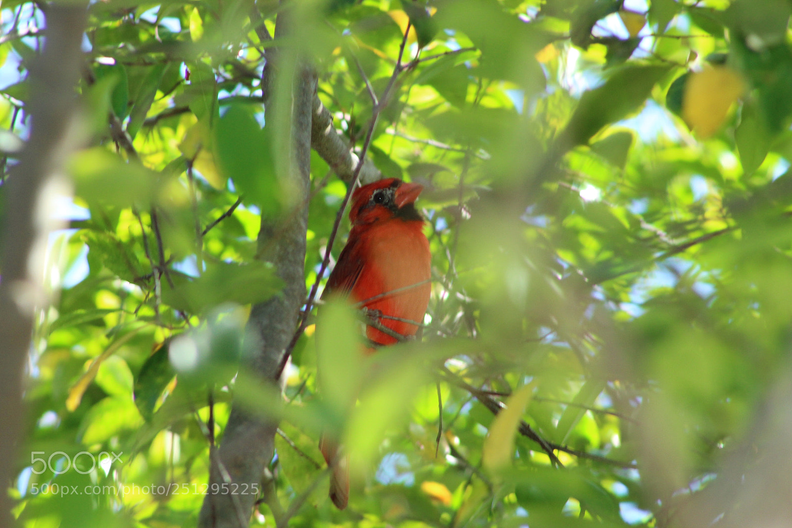 Canon EF 75-300mm f/4-5.6 sample photo. Cardinal hidden photography