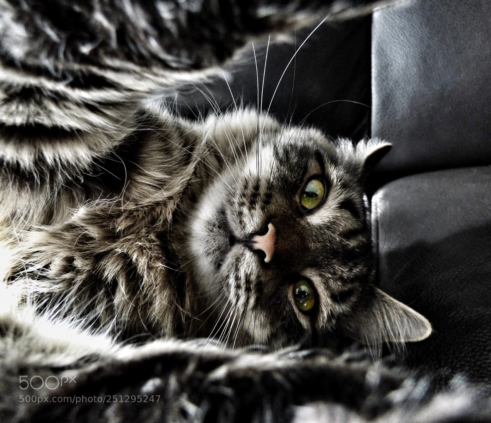 Panasonic Lumix DMC-FZ70 sample photo. Cat on the couch photography
