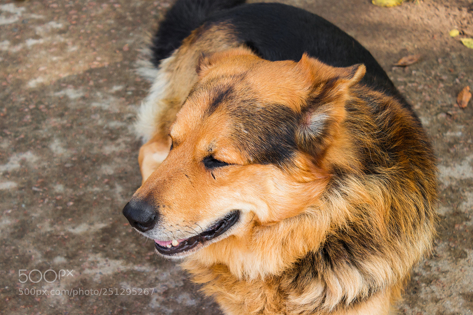 Canon EOS 650D (EOS Rebel T4i / EOS Kiss X6i) sample photo. Sheepdog lies on the photography