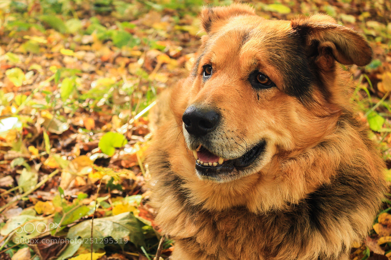 Canon EOS 650D (EOS Rebel T4i / EOS Kiss X6i) sample photo. Sheepdog close-up in the photography