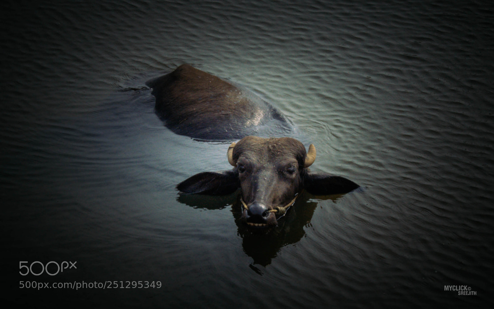 Nikon D7200 sample photo. Buffalo bath.. photography