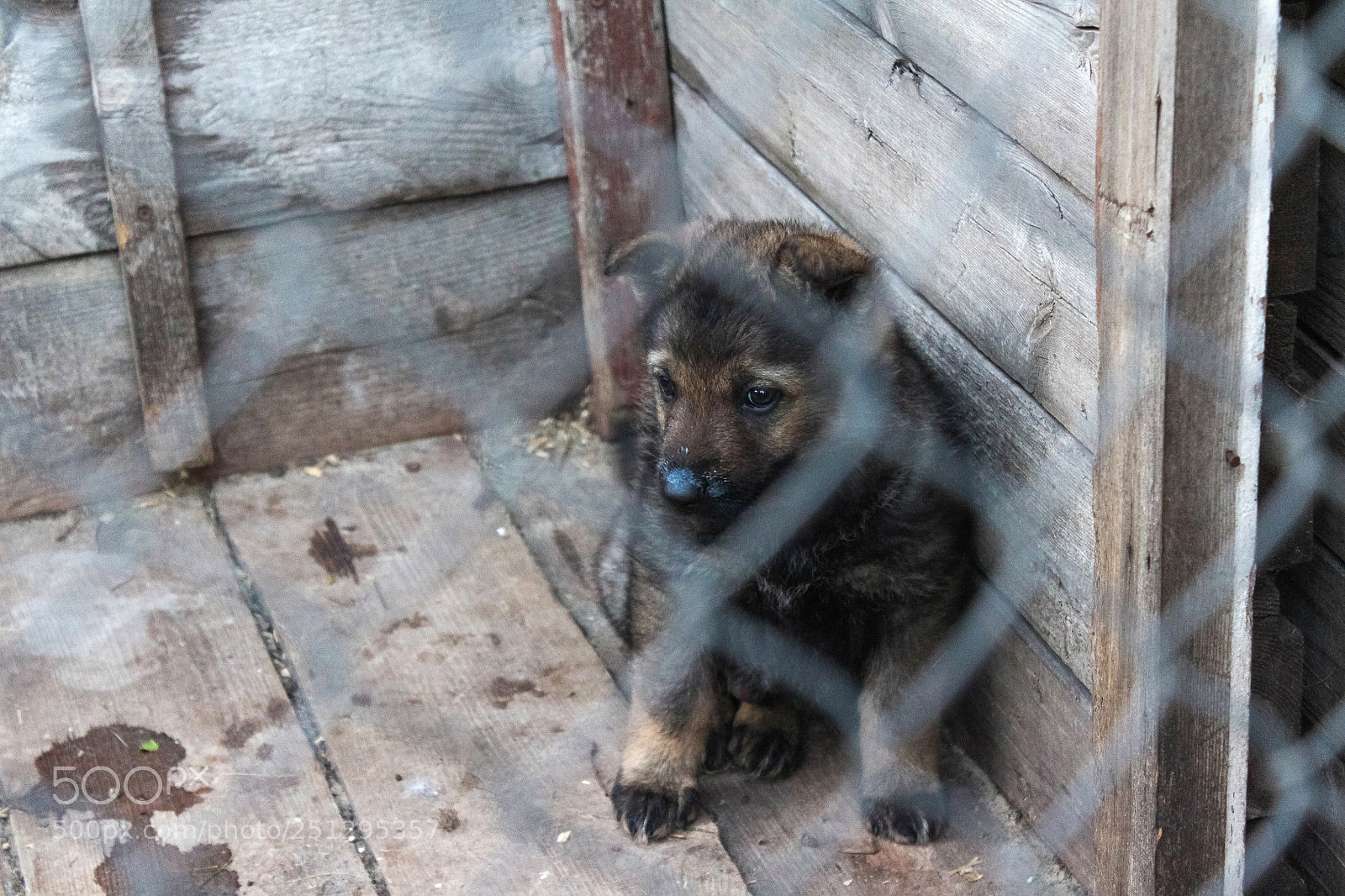 Canon EOS 650D (EOS Rebel T4i / EOS Kiss X6i) sample photo. Sheepdog puppy in a photography
