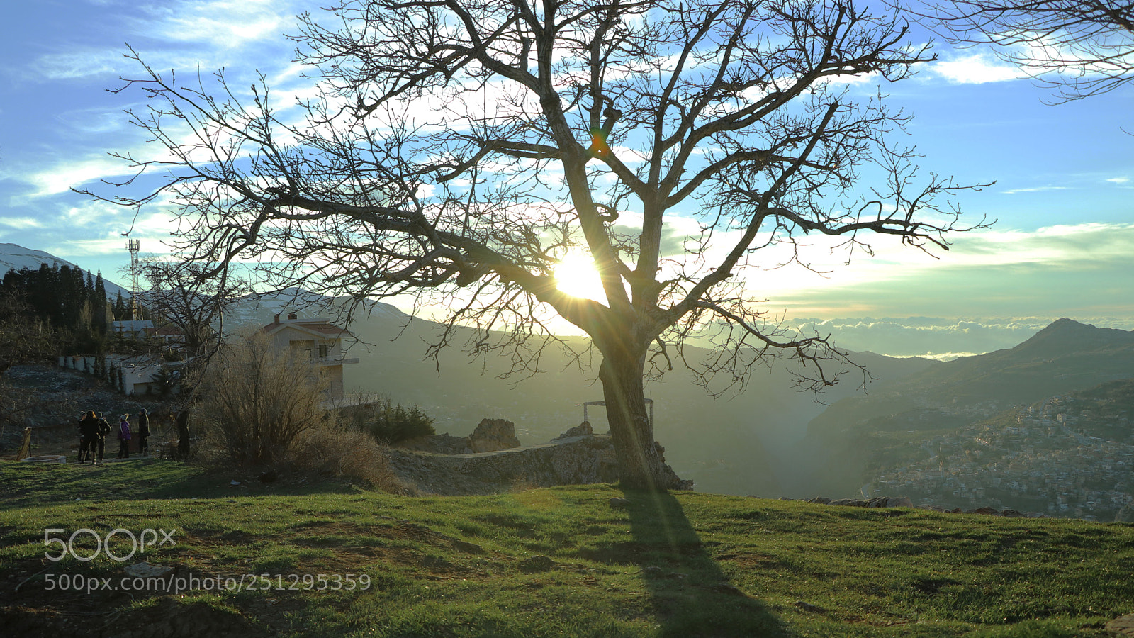 Canon EOS 80D sample photo. Tree of life photography
