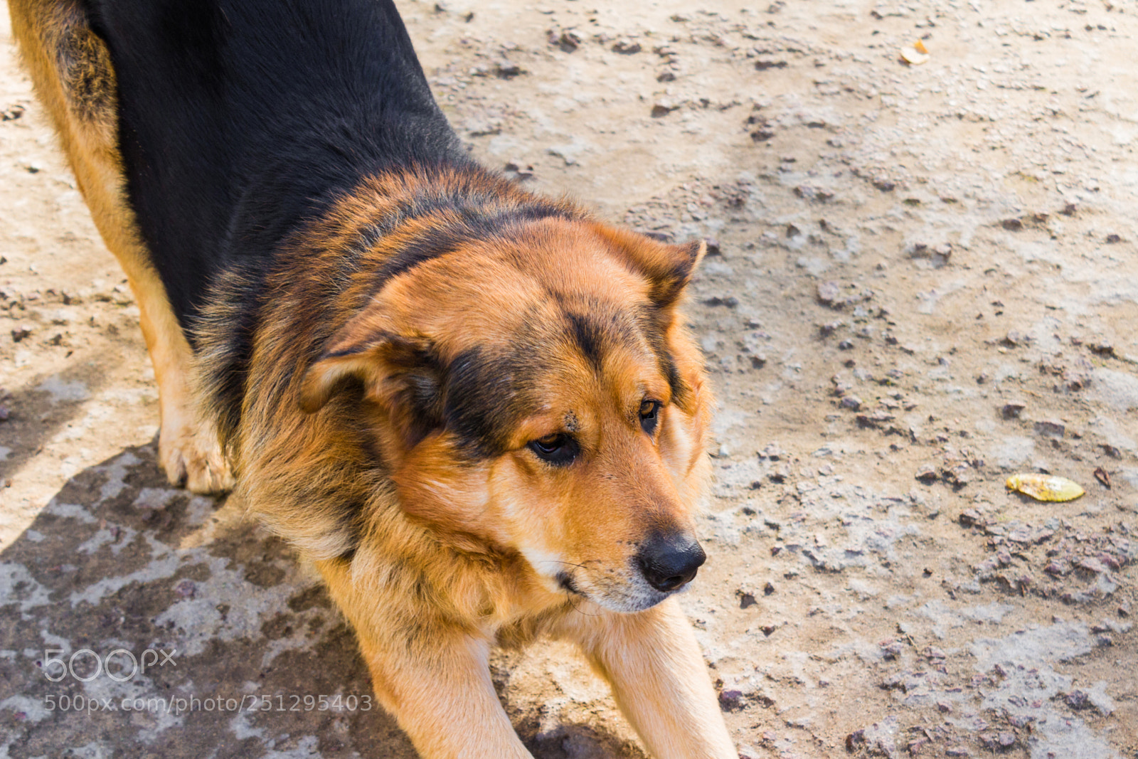Canon EOS 650D (EOS Rebel T4i / EOS Kiss X6i) sample photo. Dog close-up on the photography