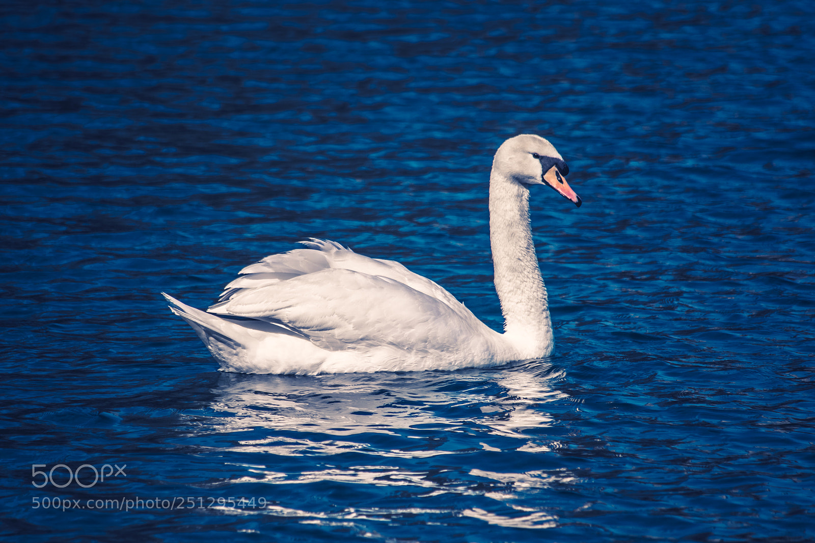 Nikon D3100 sample photo. Swan in the lake photography