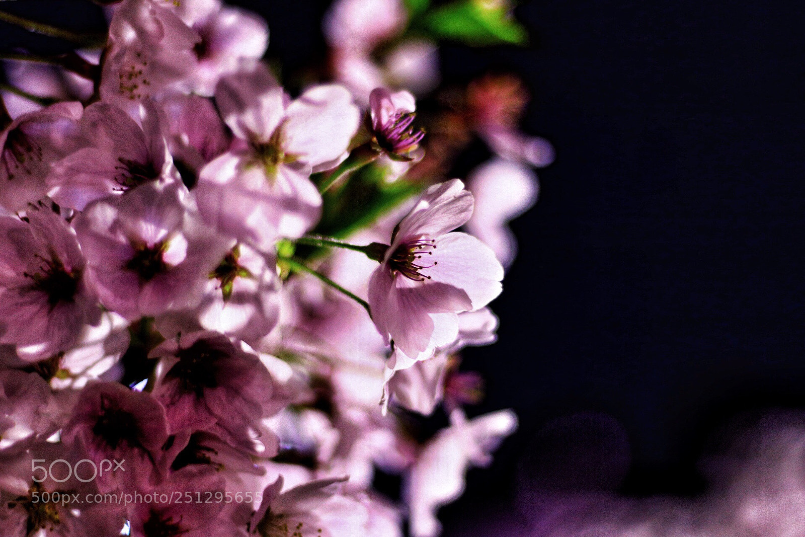 Canon EOS 80D sample photo. Cherry blossoms at night photography
