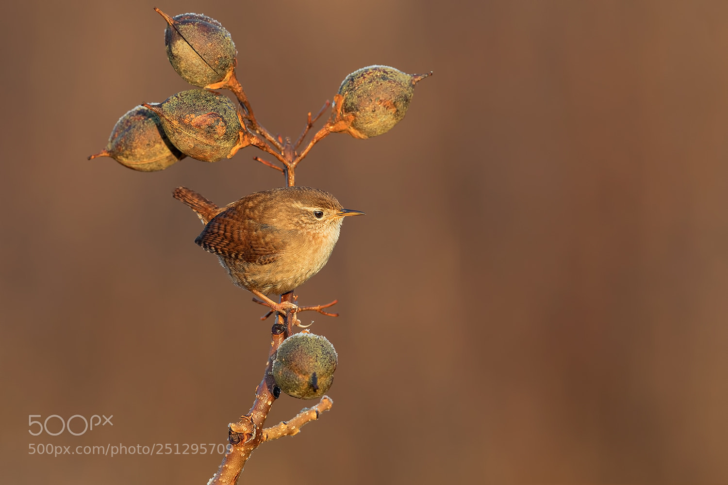 Canon EOS 5D Mark IV sample photo. Wren dawn photography