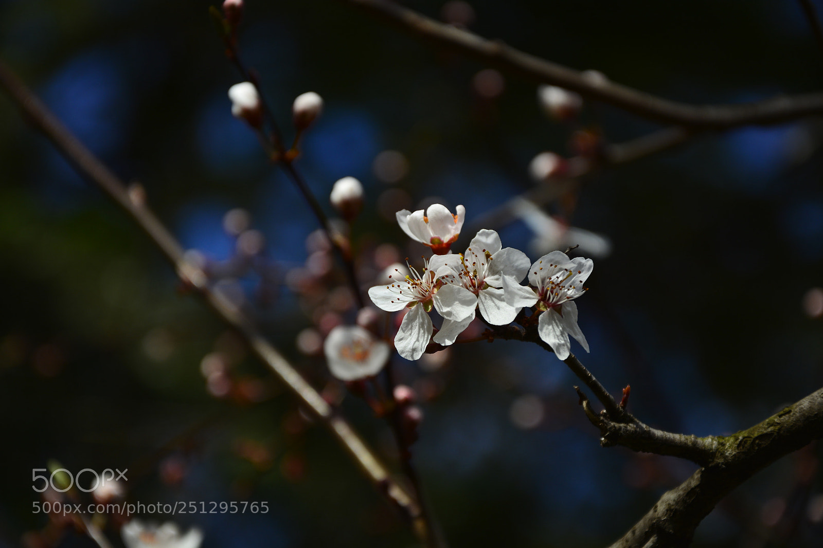 Nikon D7100 sample photo. Flower on the tree photography