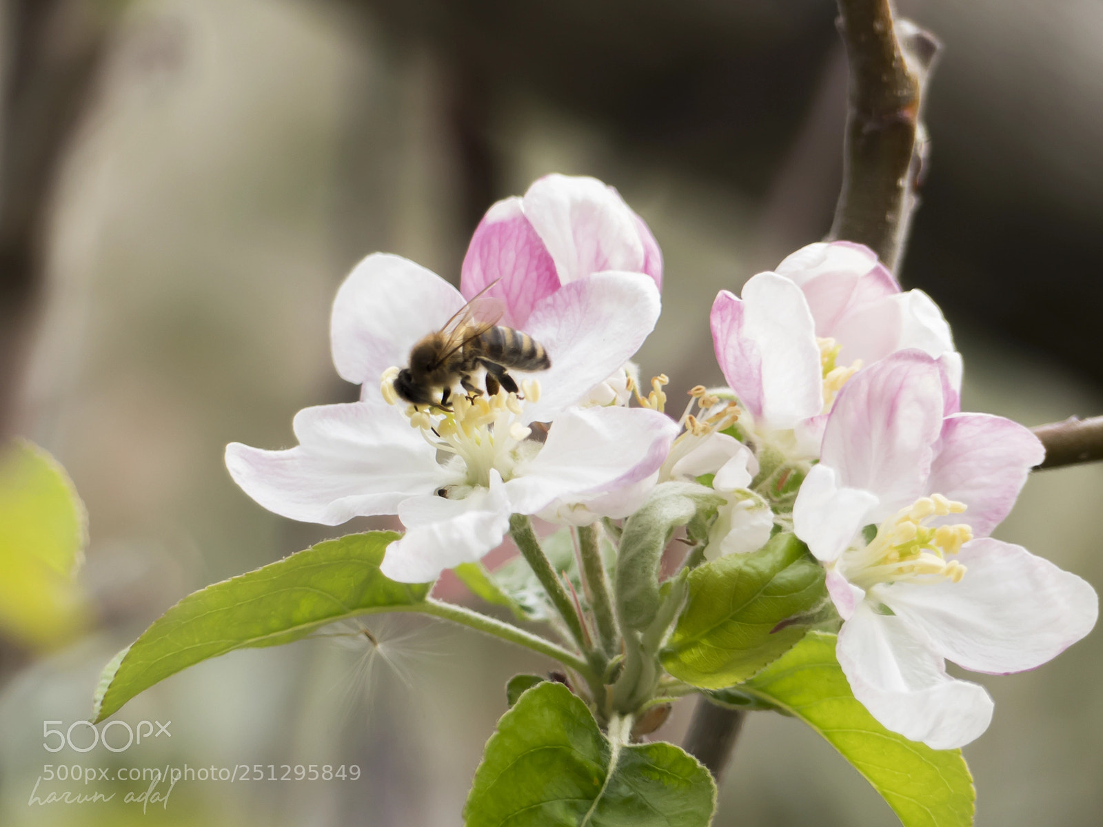 Panasonic Lumix DMC-FZ300 sample photo. Apple flower and bee photography