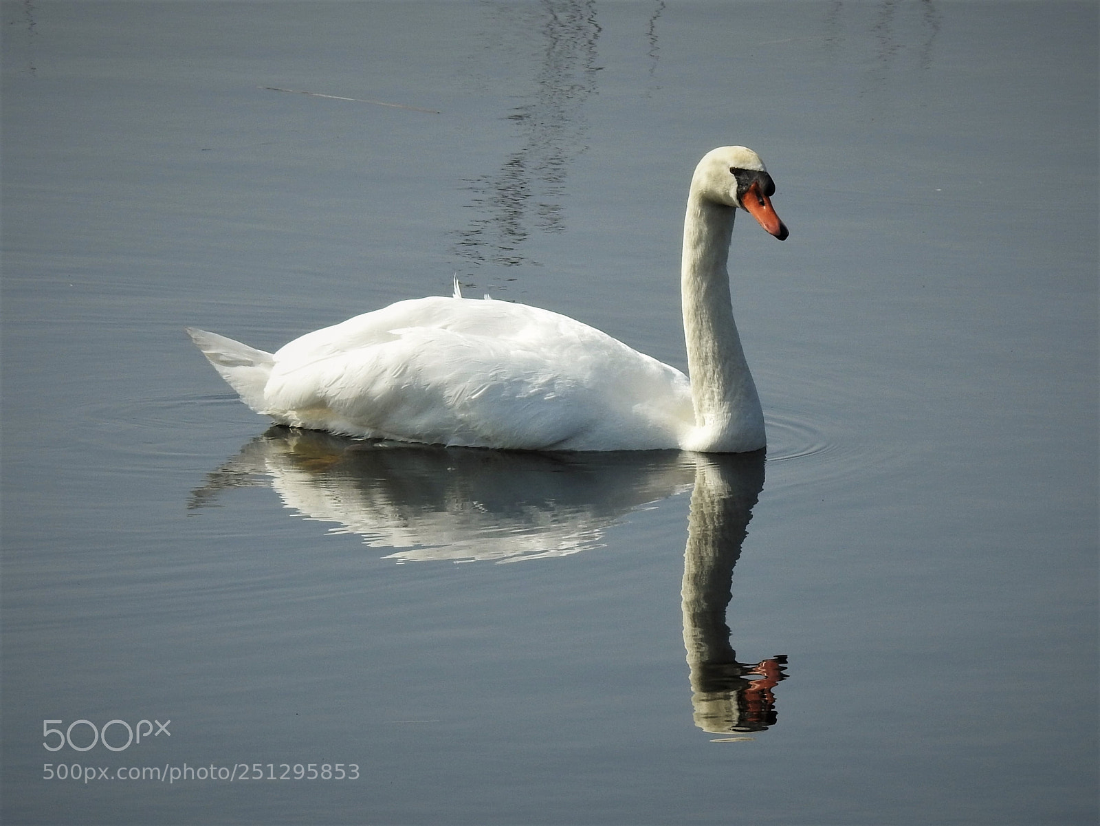 Nikon Coolpix P900 sample photo. A swan in the photography