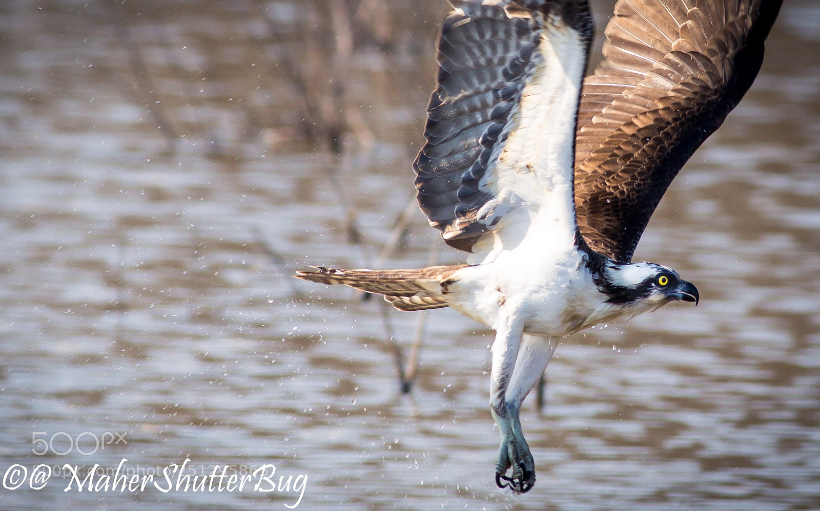 Canon EOS 5D Mark IV sample photo. Fly by wonder  photography