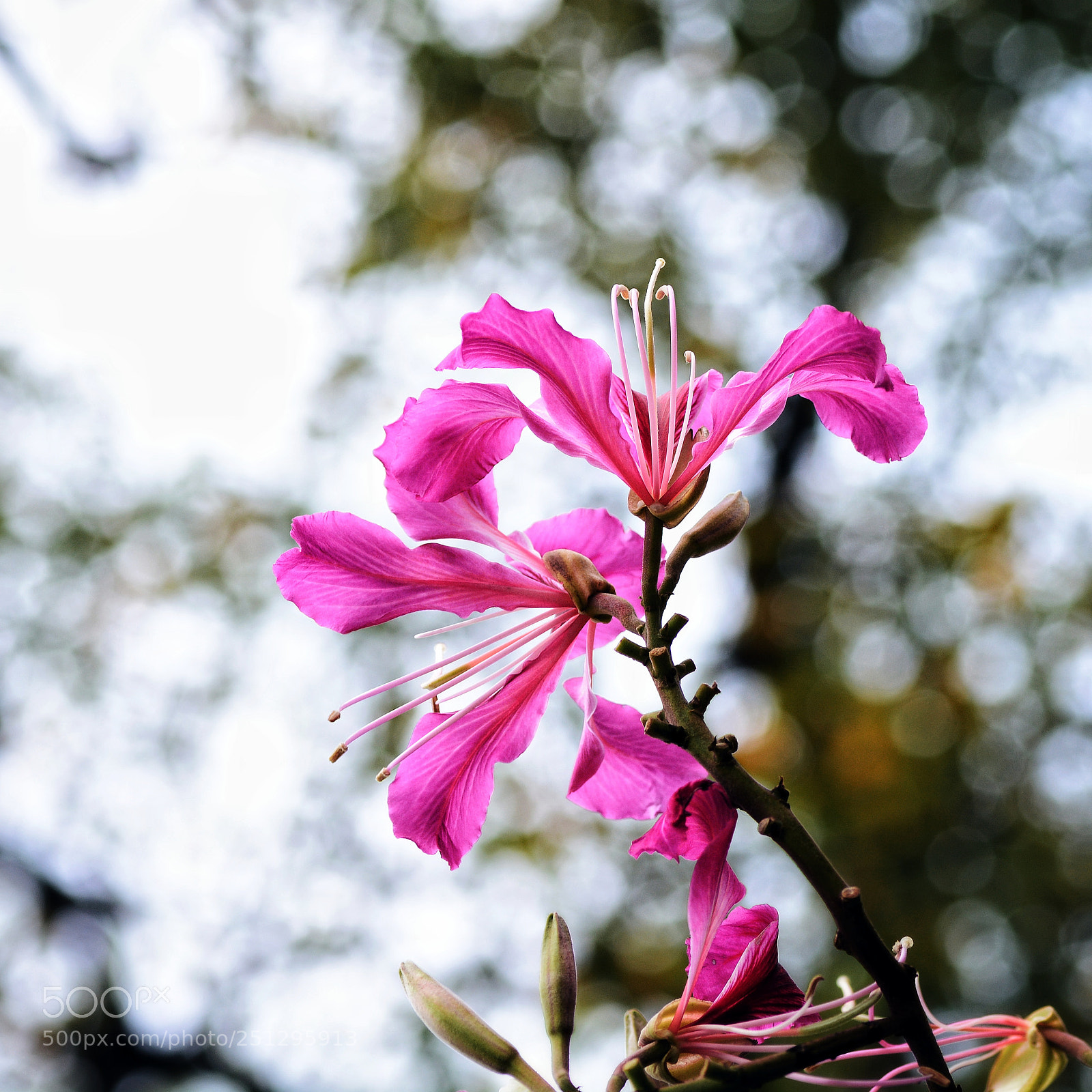 Nikon D7100 sample photo. Untitled photography