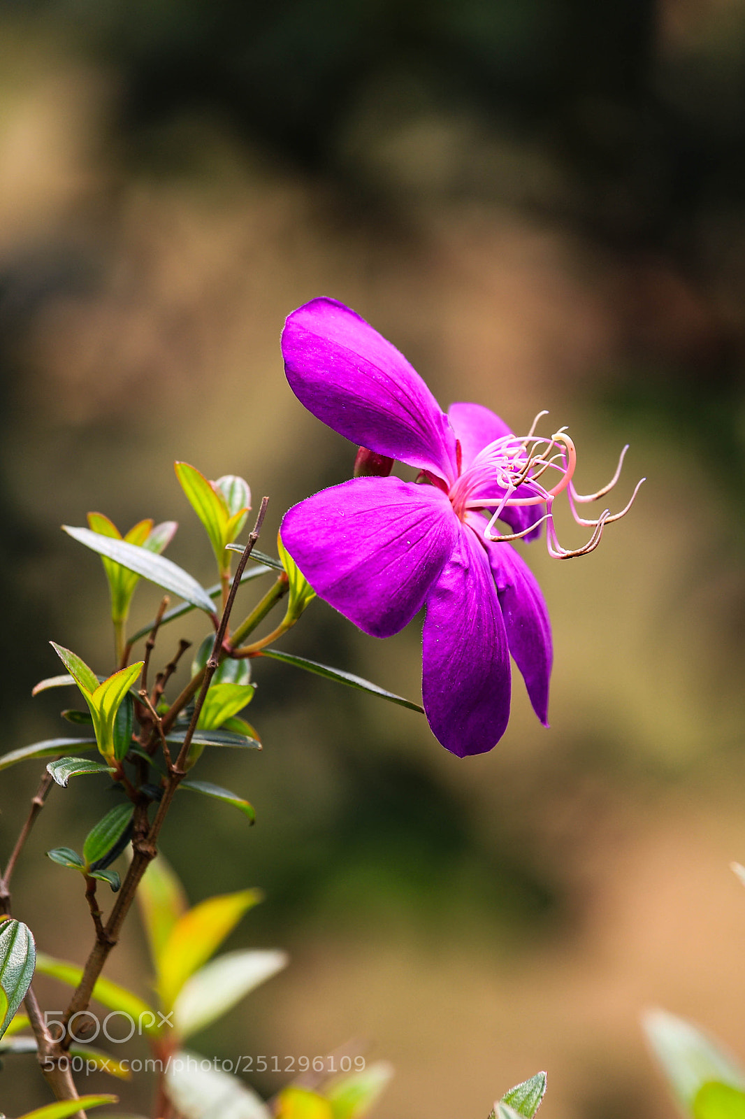 Canon EOS 6D Mark II sample photo. Enganchar photography