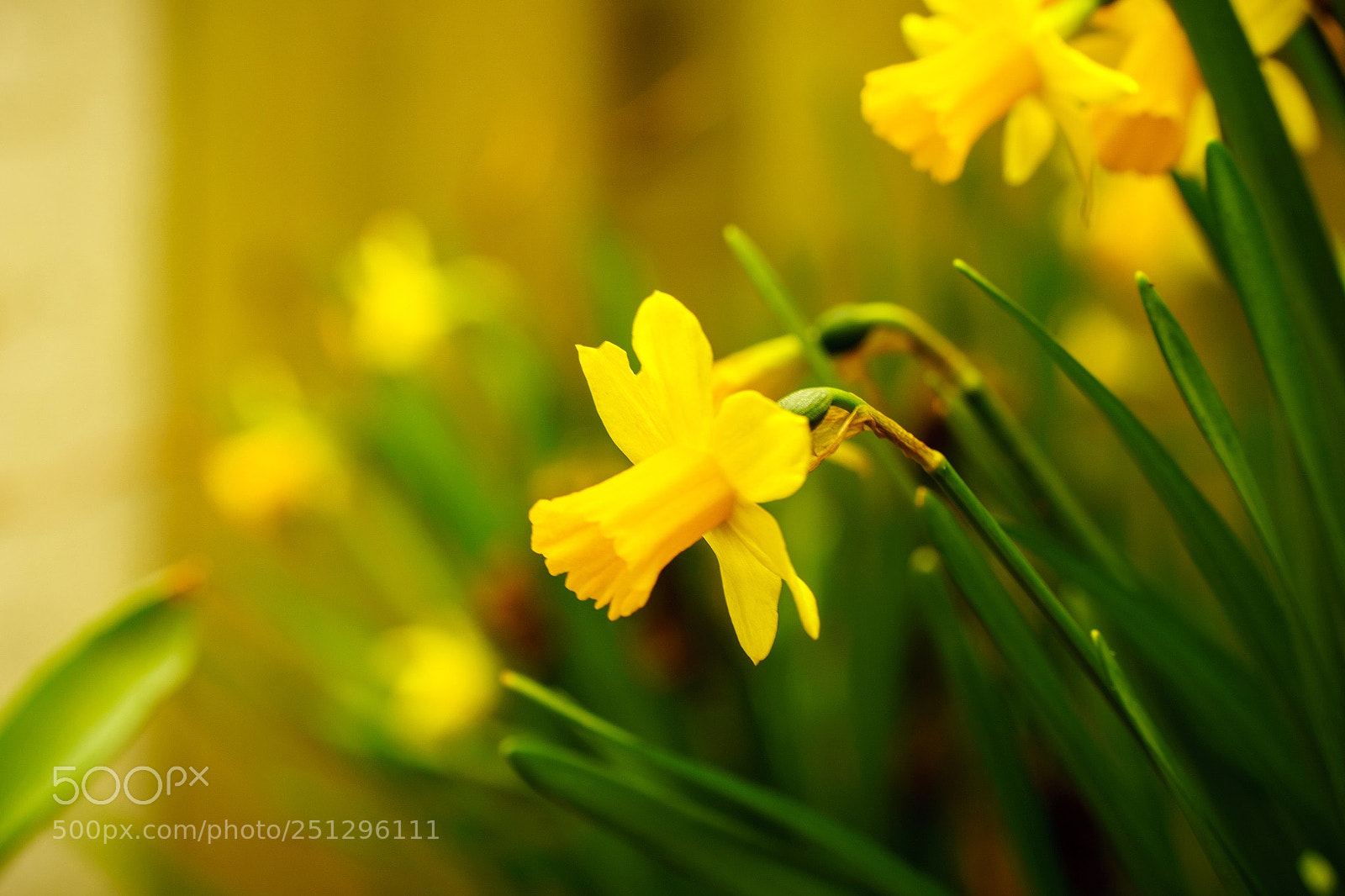 Sony a6000 sample photo. Narcis photography