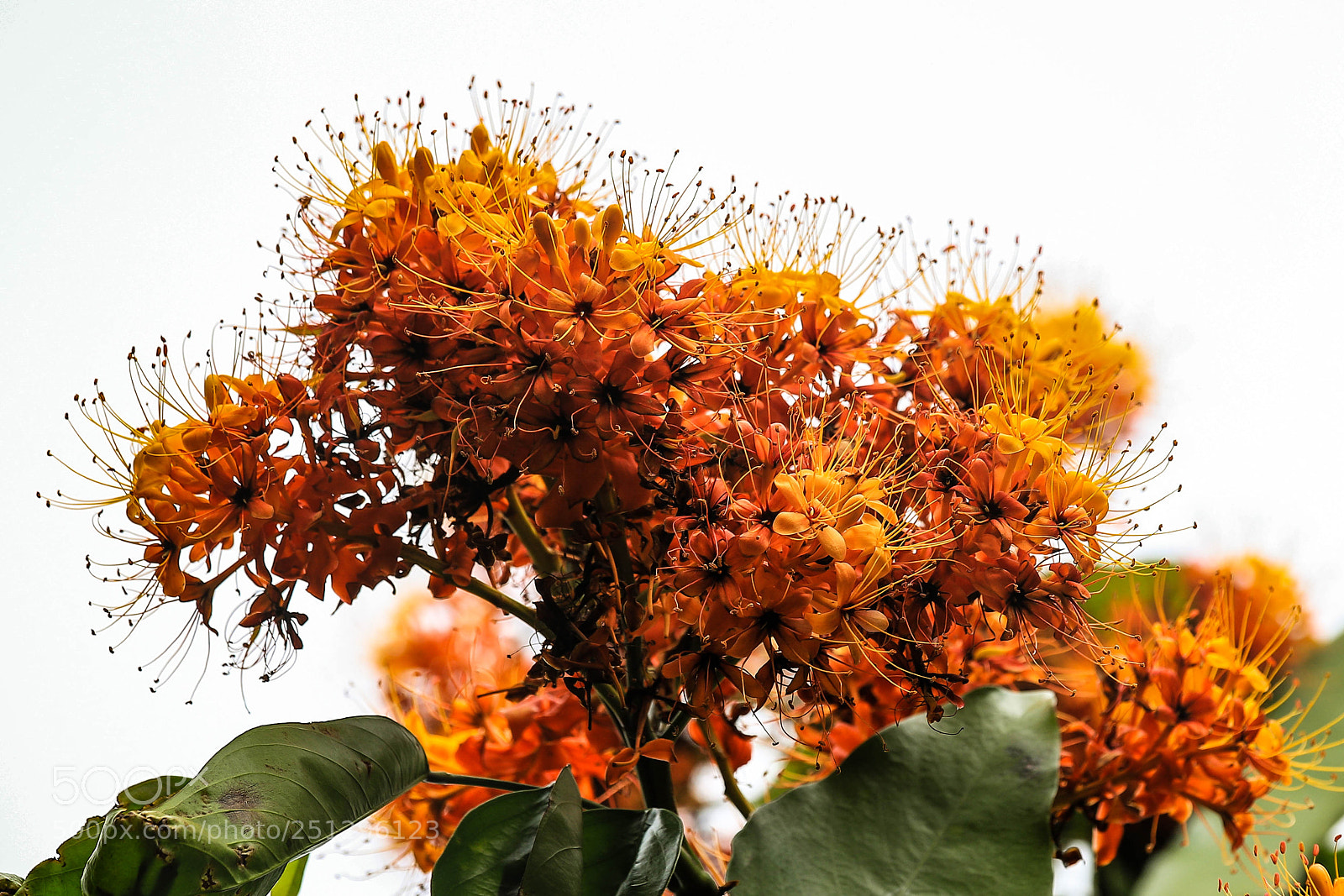 Canon EOS 6D Mark II sample photo. Lleno photography