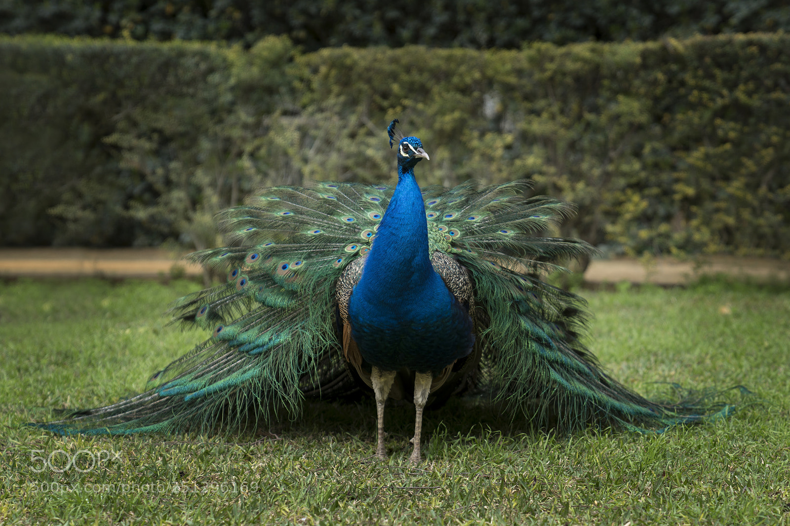 Sony a7R III sample photo. ~peacock~ photography