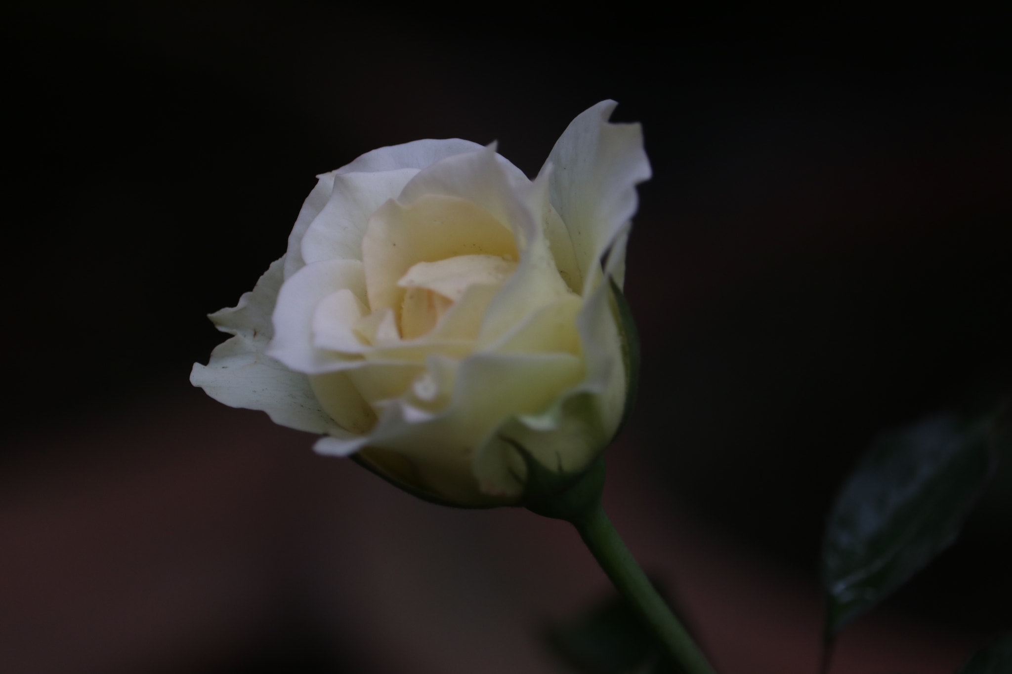 Canon EF-S 55-250mm F4-5.6 IS STM sample photo. Blooming white photography