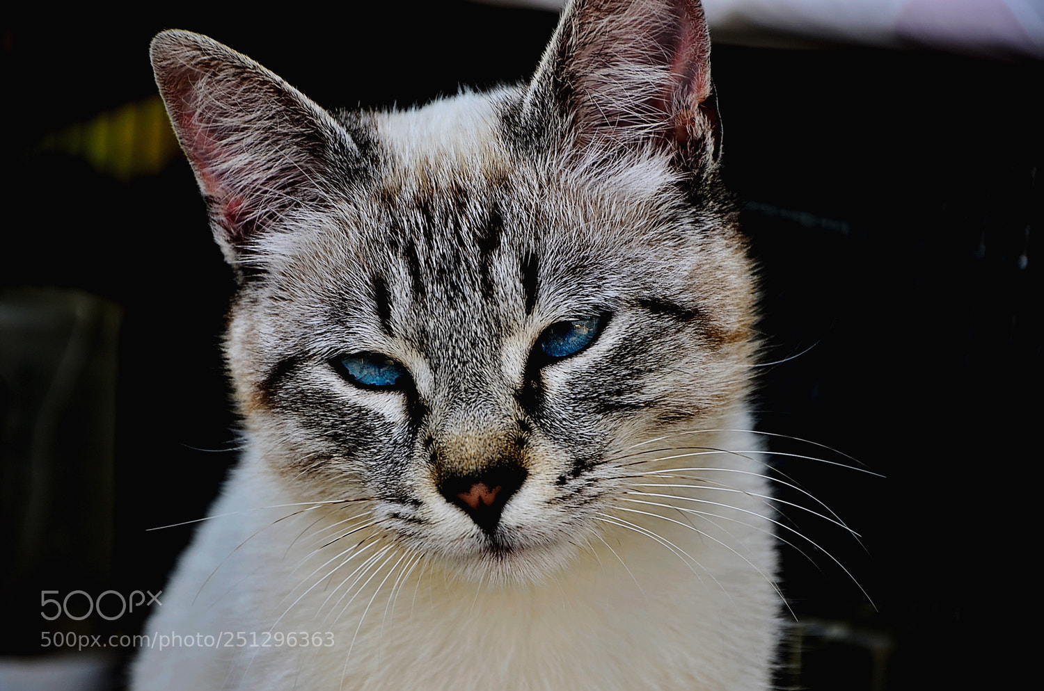 Nikon D7000 sample photo. Untitled photography