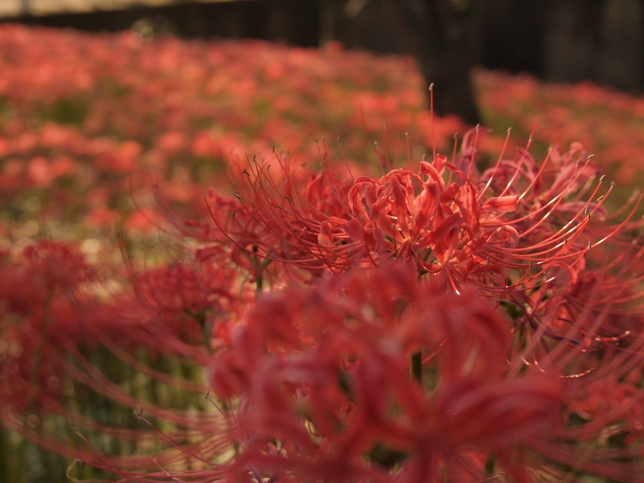 Olympus PEN E-PL2 sample photo. Cluster amaryllis photography