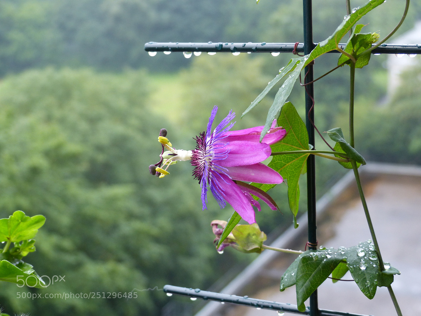 Panasonic Lumix DMC-FZ200 sample photo. Passionblume photography