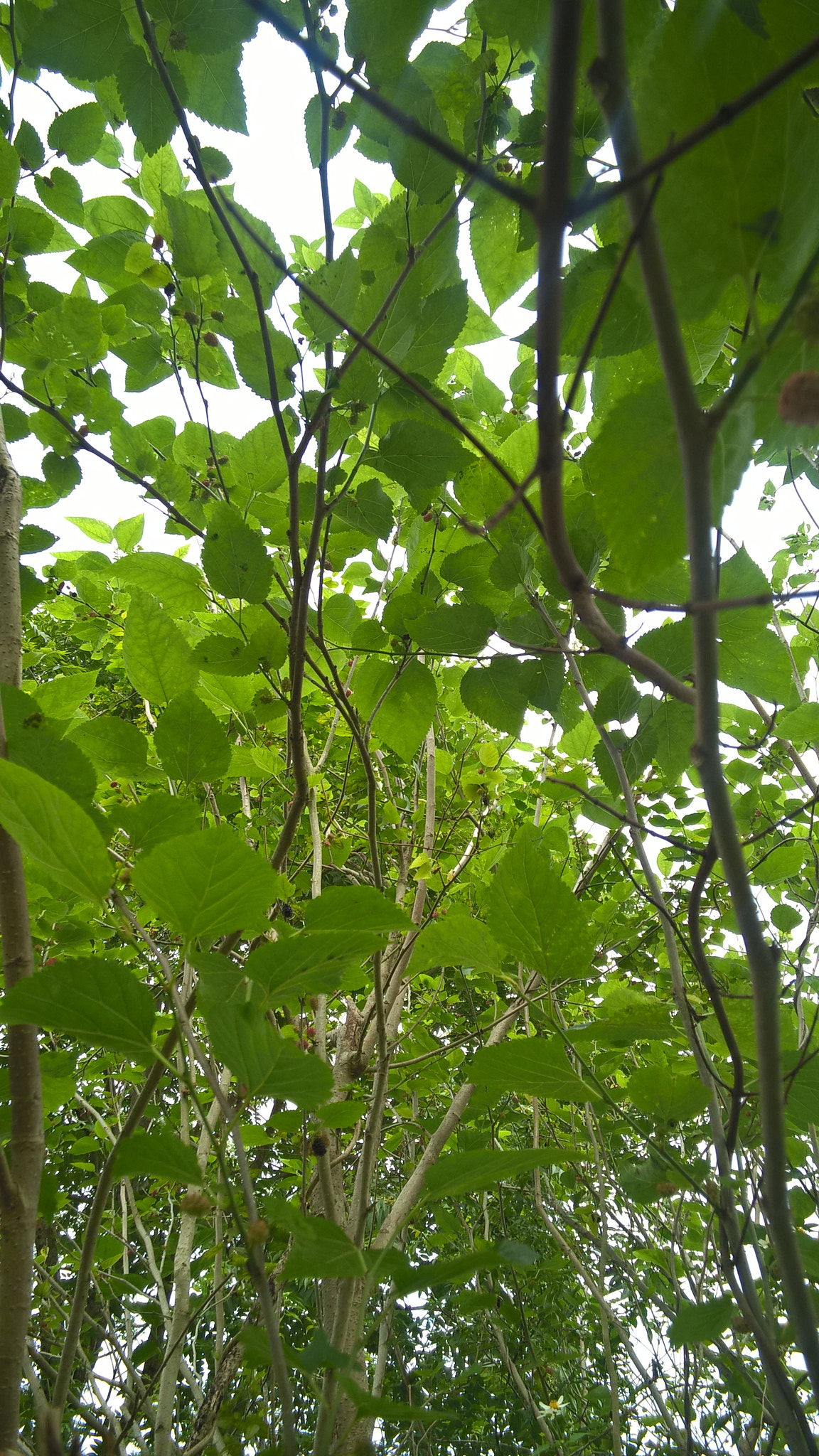 Nokia RM-984 sample photo. 3.jpg photography