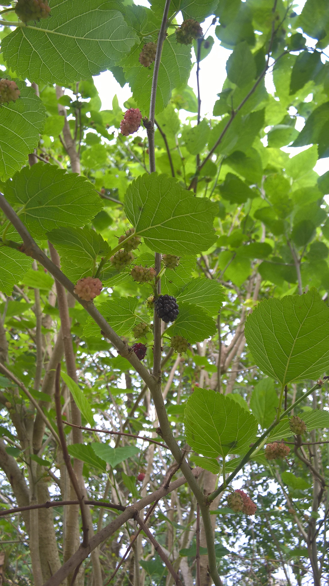 Nokia RM-984 sample photo. 4.jpg photography
