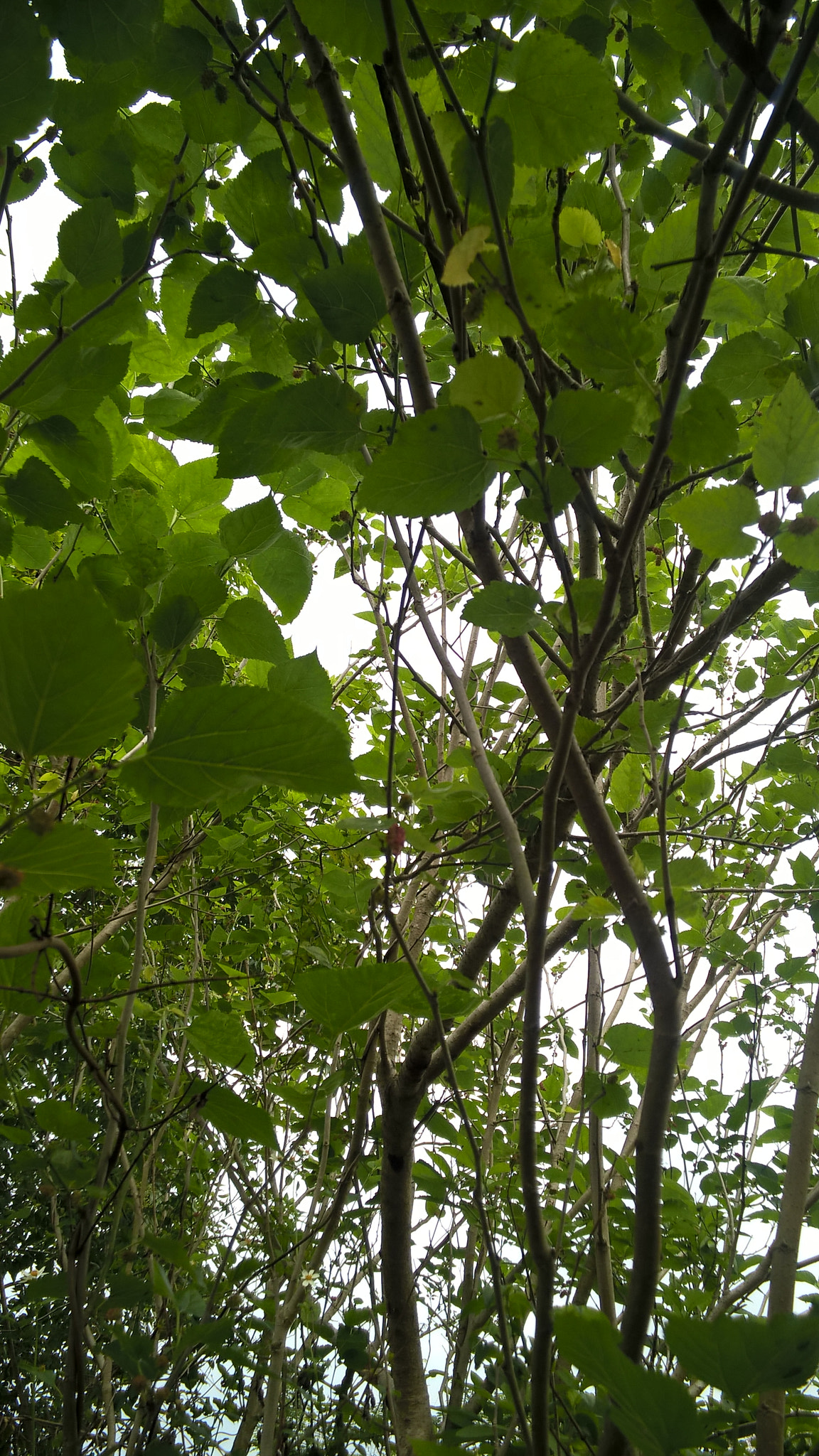 Nokia RM-984 sample photo. 5.jpg photography