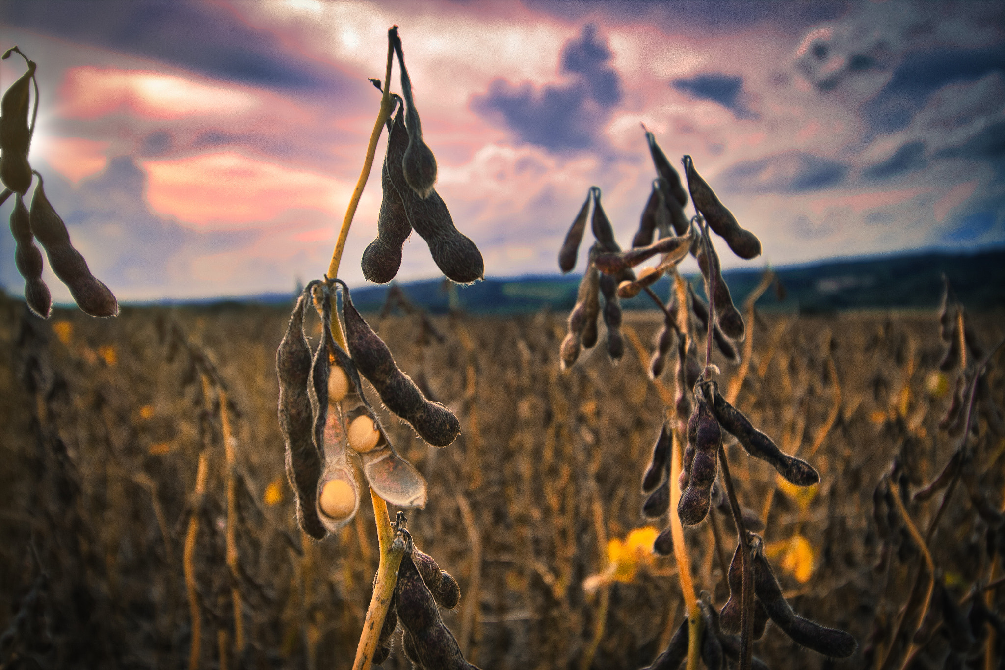 Canon EOS 1200D (EOS Rebel T5 / EOS Kiss X70 / EOS Hi) sample photo. Soybean harvest photography