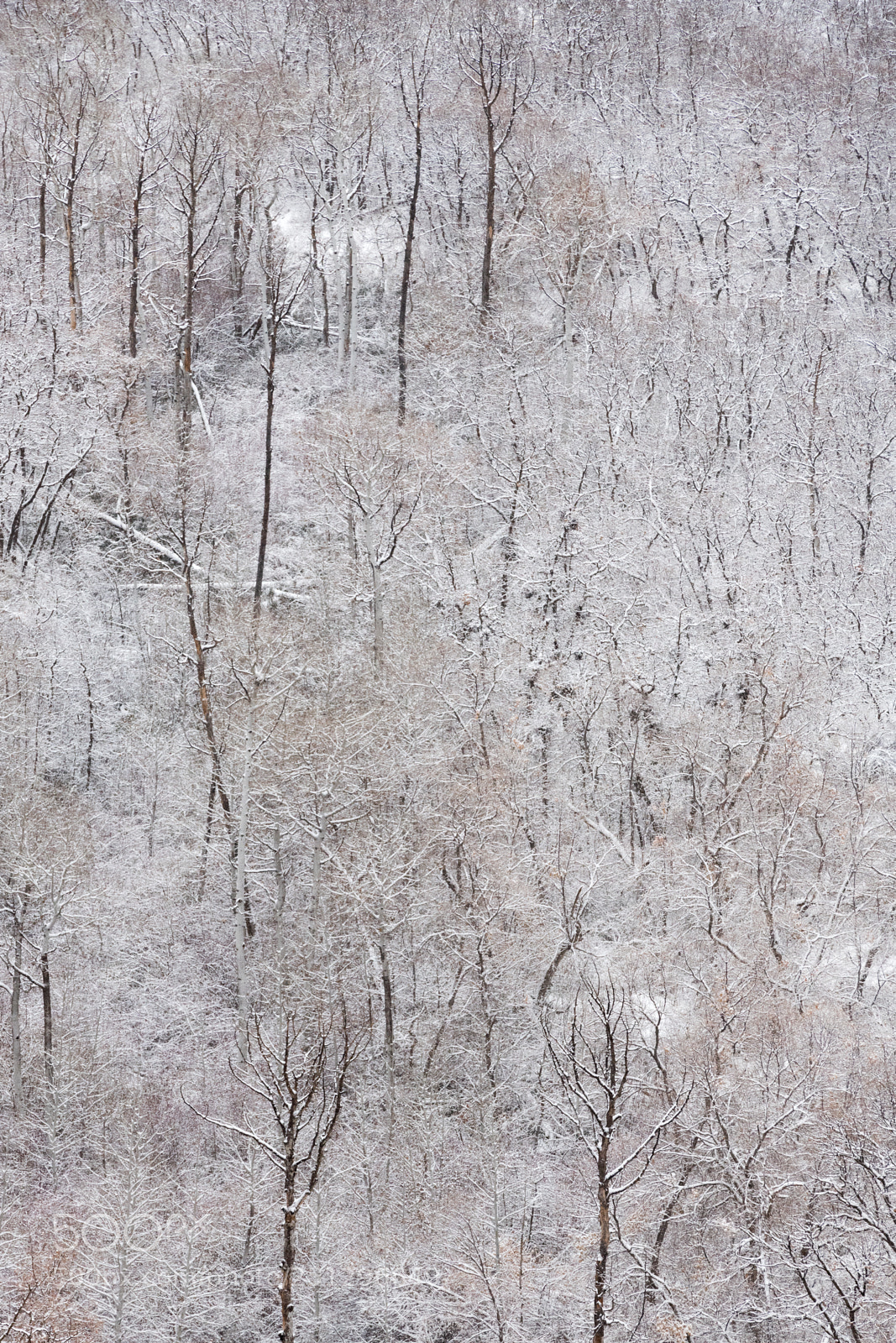 Nikon D850 sample photo. Betatakin canyon photography