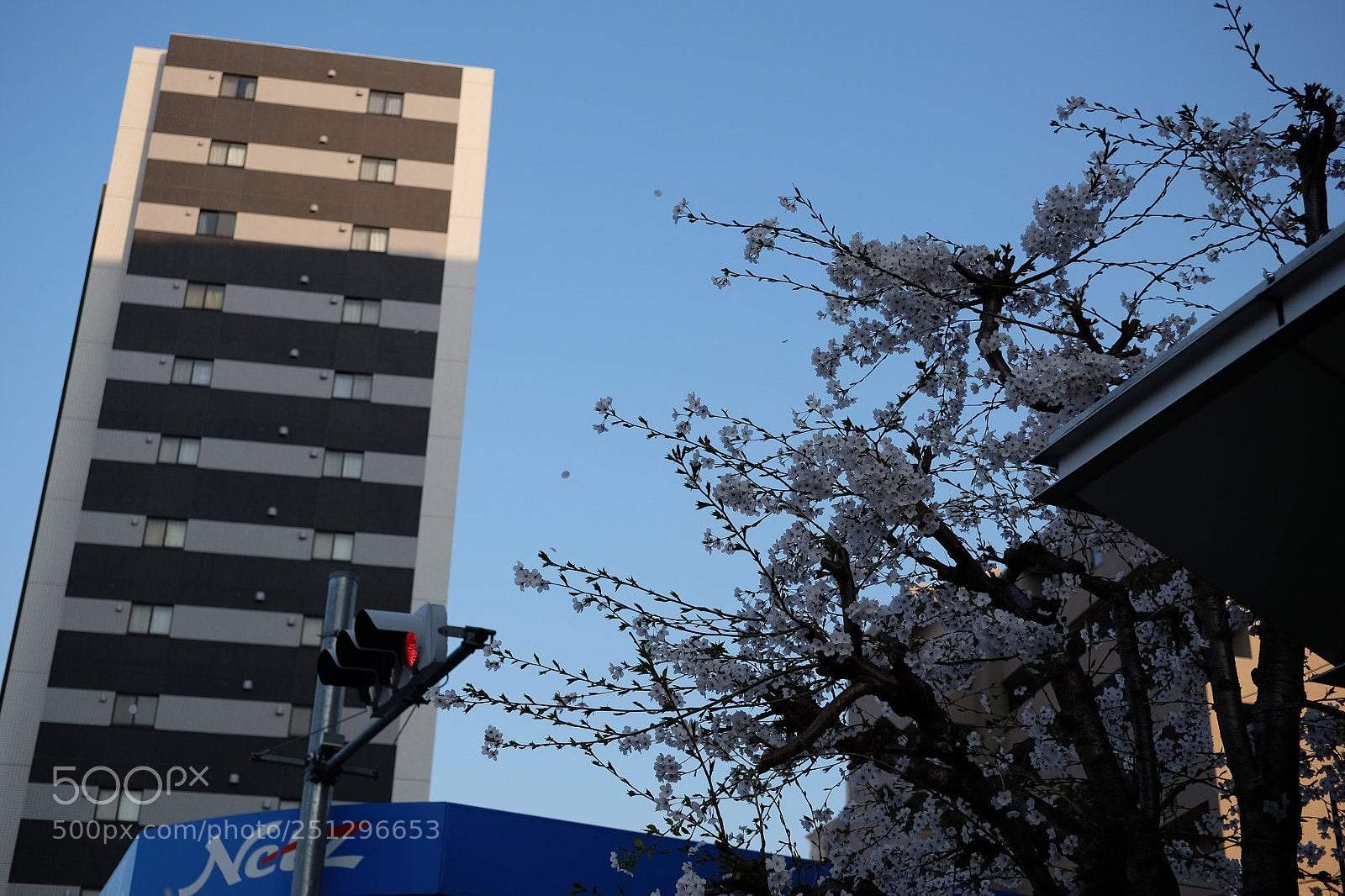 Fujifilm X-E2 sample photo. Cherry blossoms photography