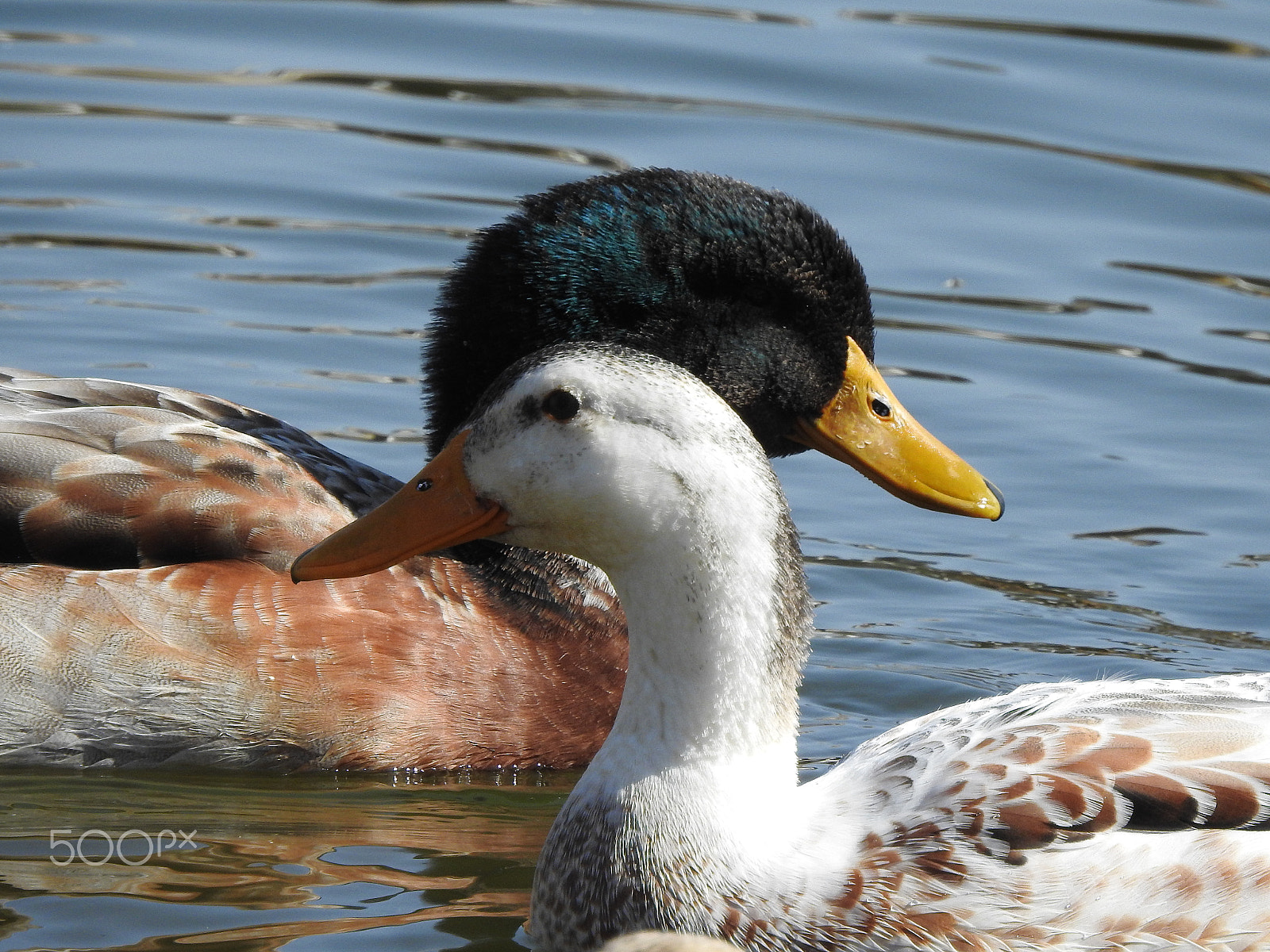 Nikon COOLPIX P900s sample photo. This is ducky love photography