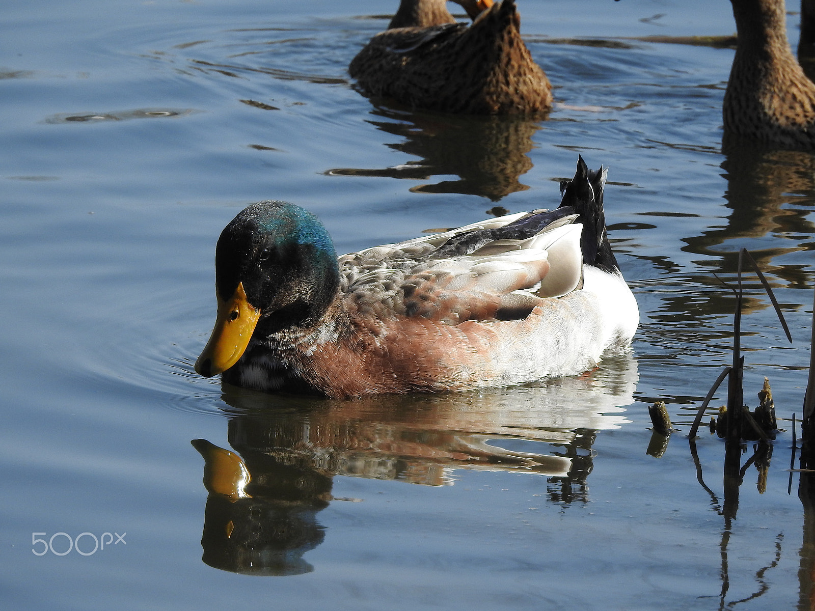 Nikon COOLPIX P900s sample photo. A lonely mallard photography