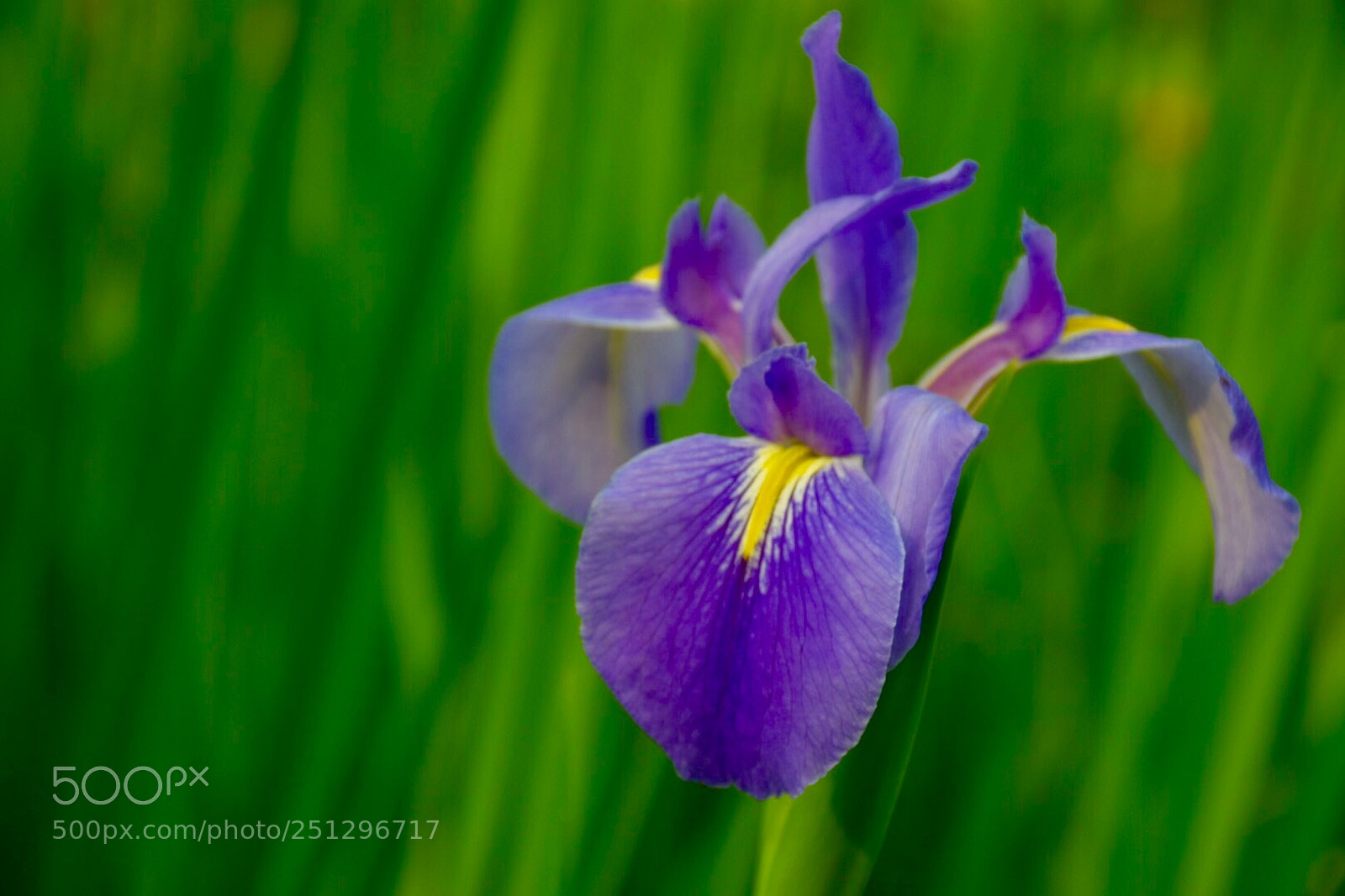 Nikon D5300 sample photo. Spring flower 2 photography