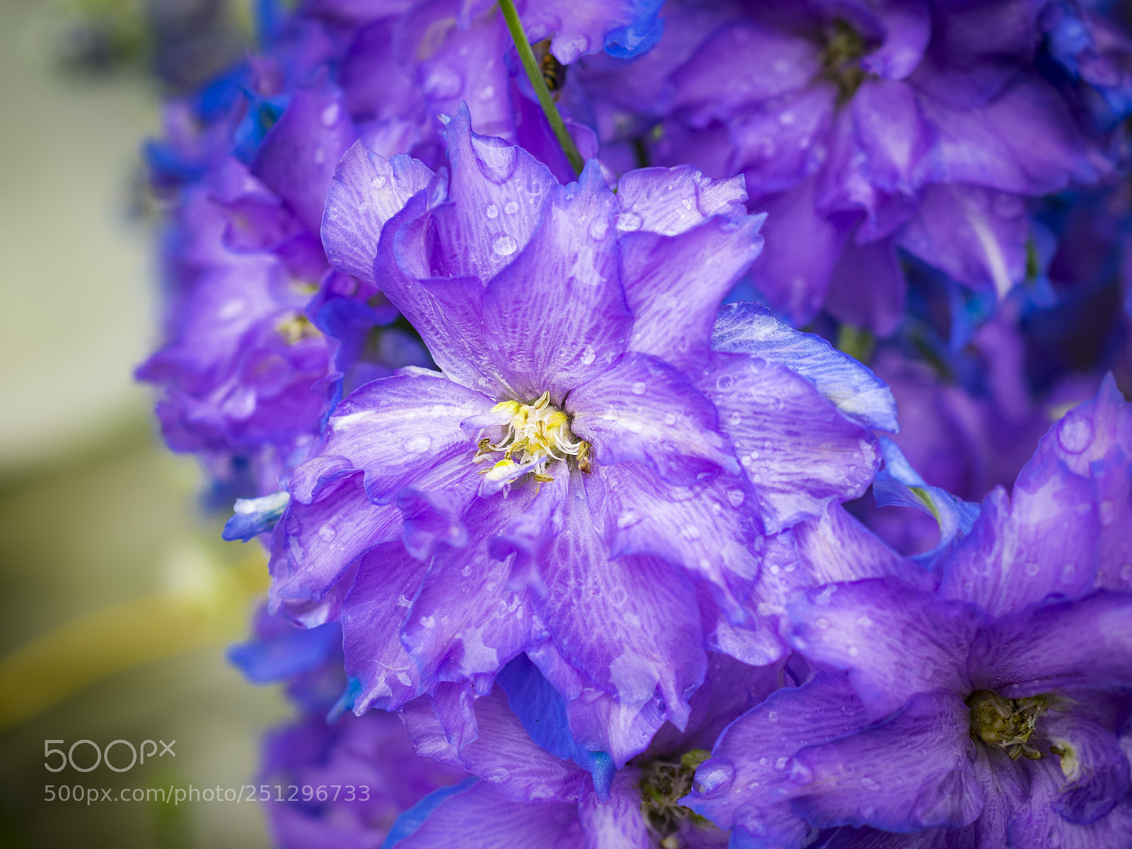 Olympus OM-D E-M1 sample photo. Beautiful flower photography