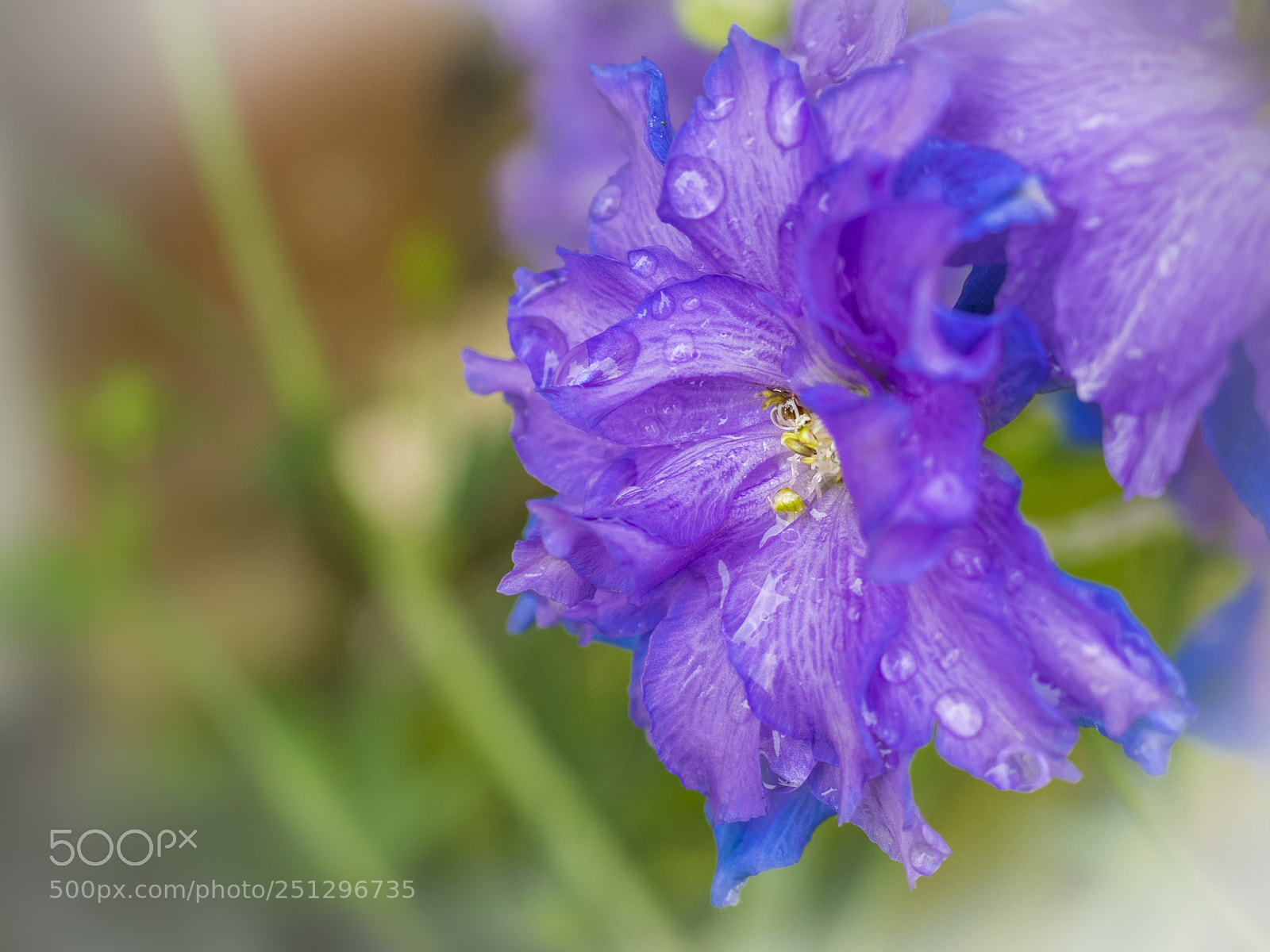 Olympus OM-D E-M1 sample photo. Beautiful flower photography