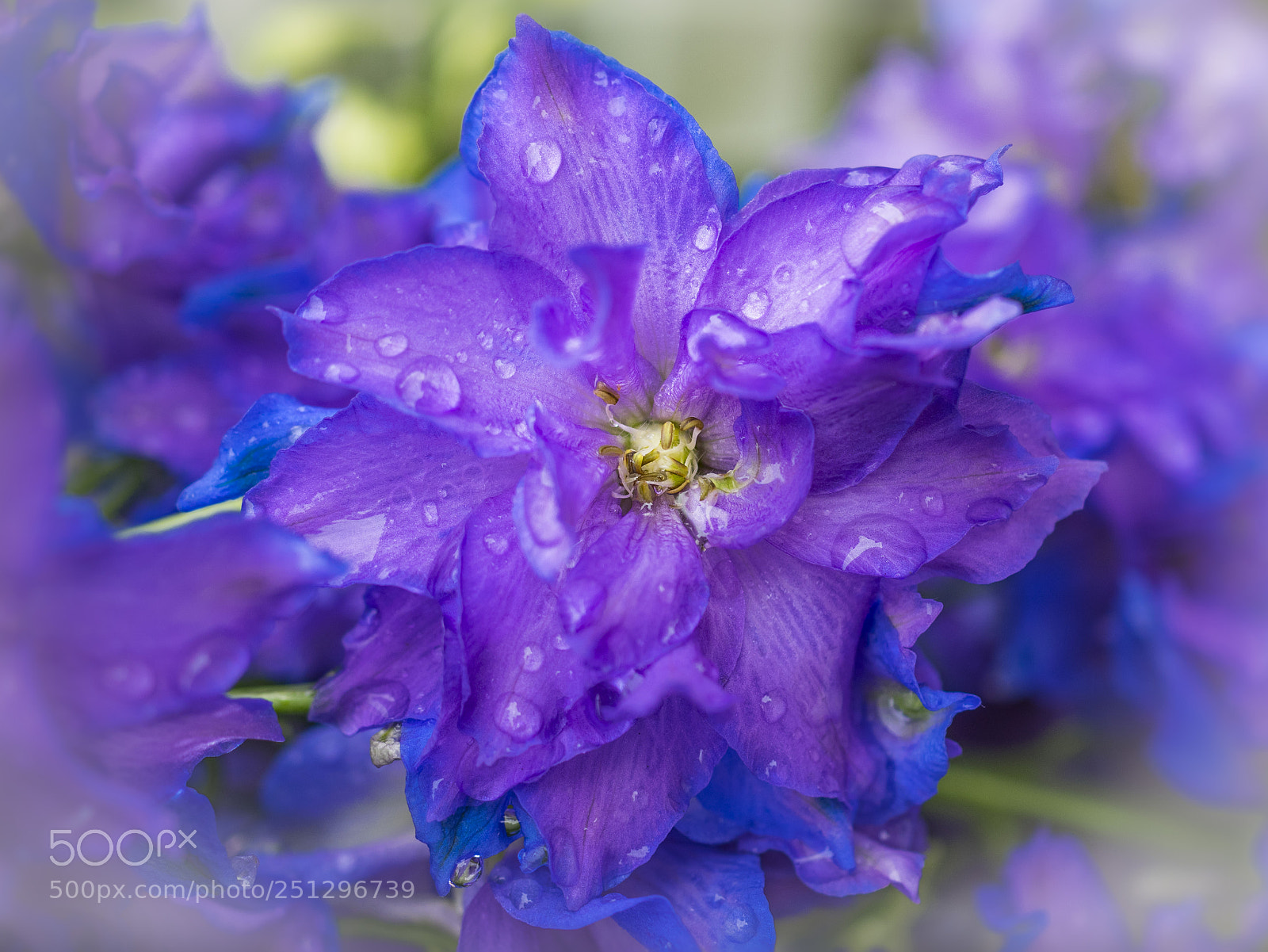 Olympus OM-D E-M1 sample photo. Beautiful flower photography