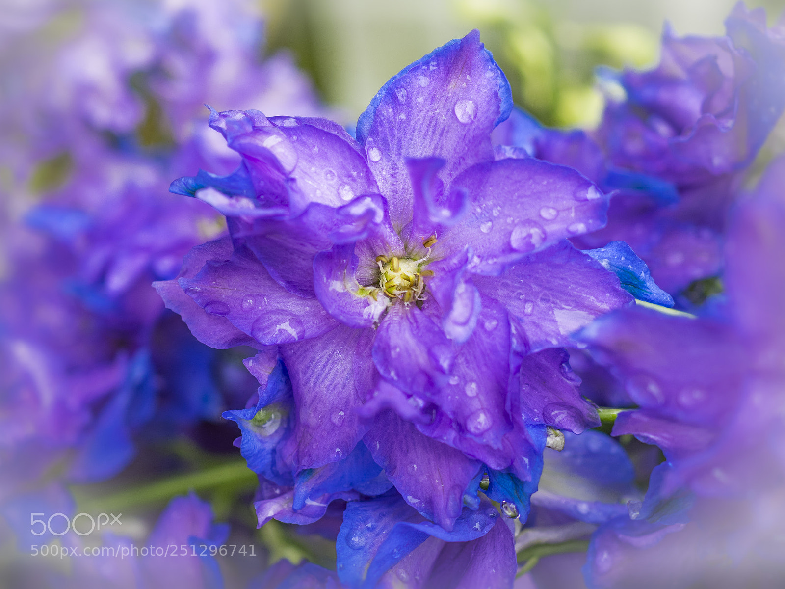 Olympus OM-D E-M1 sample photo. Beautiful flower photography