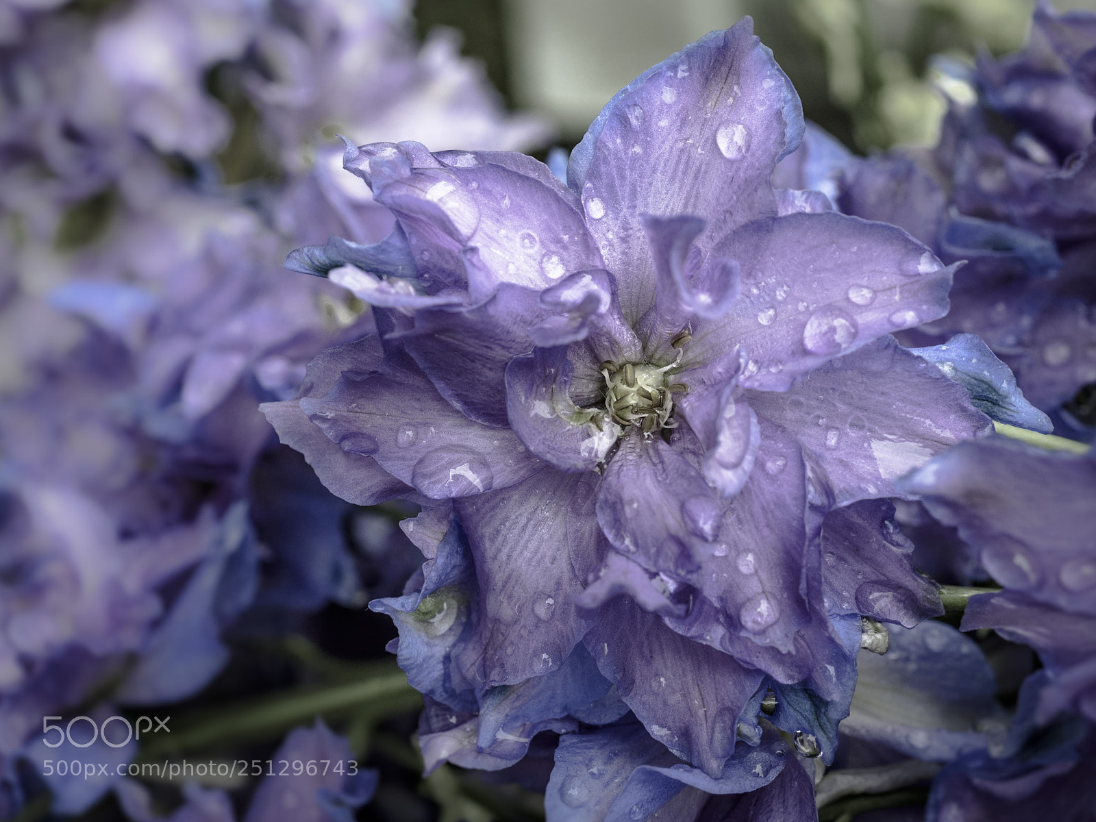 Olympus OM-D E-M1 sample photo. Beautiful flower photography