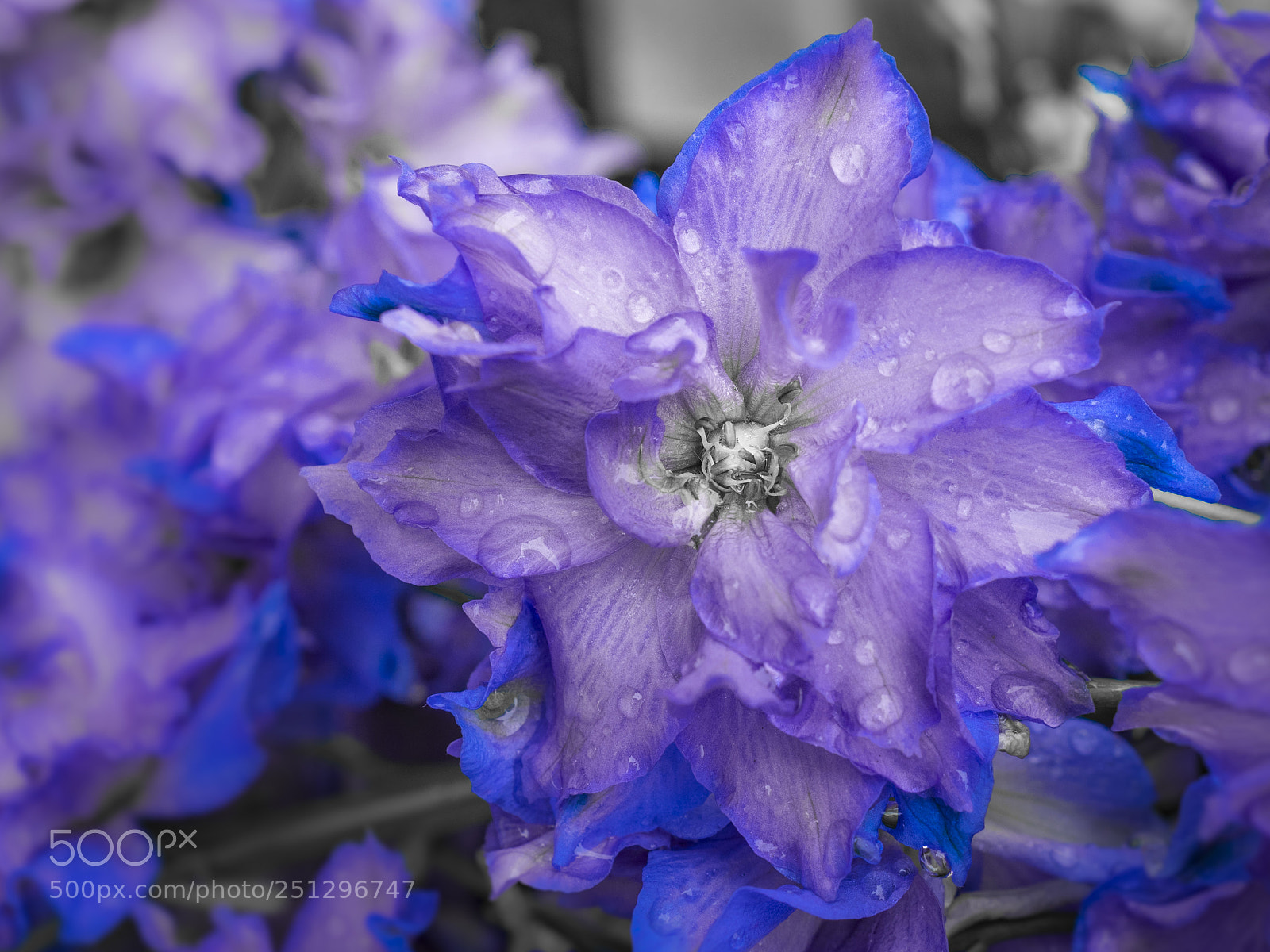 Olympus OM-D E-M1 sample photo. Beautiful flower photography