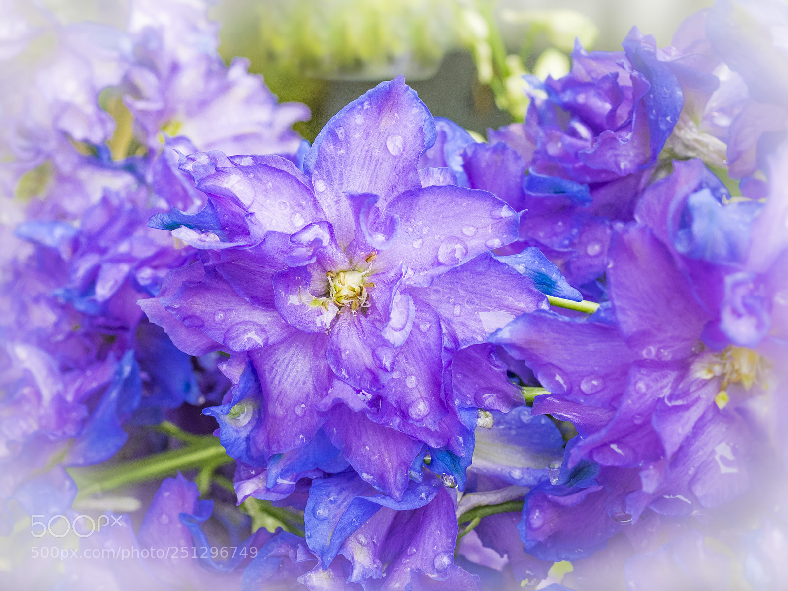 Olympus OM-D E-M1 sample photo. Beautiful flower photography