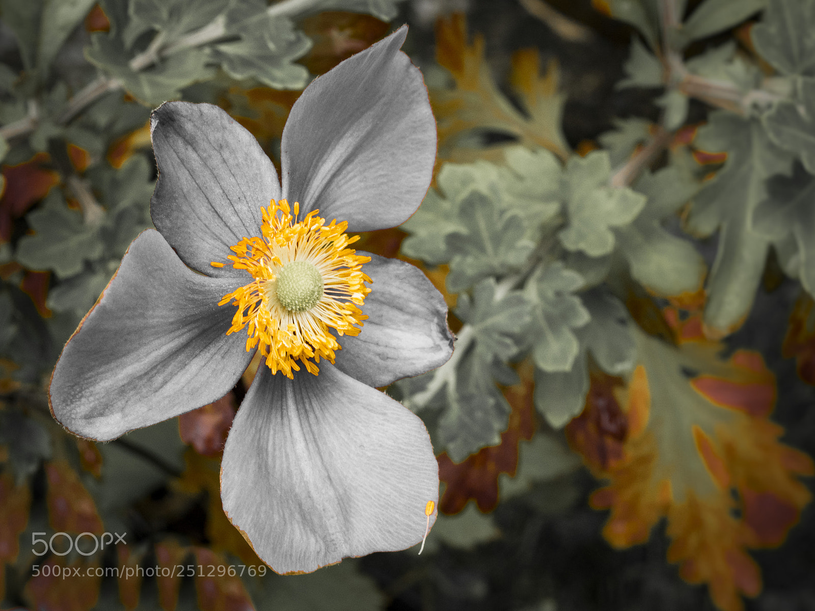 Olympus OM-D E-M1 sample photo. Beautiful flower photography