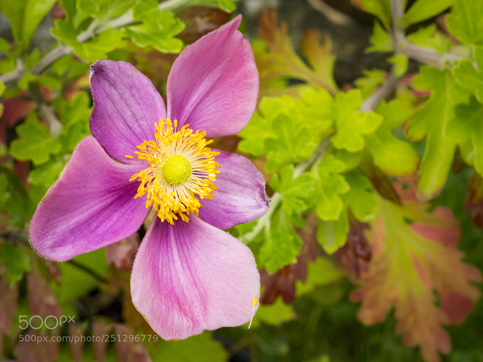 Olympus OM-D E-M1 sample photo. Beautiful flower photography