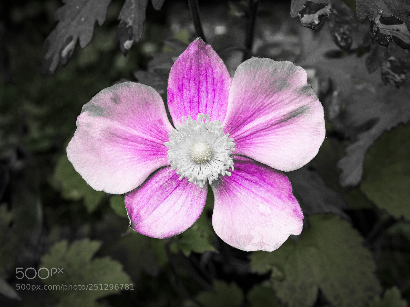 Olympus OM-D E-M1 sample photo. Beautiful flower photography