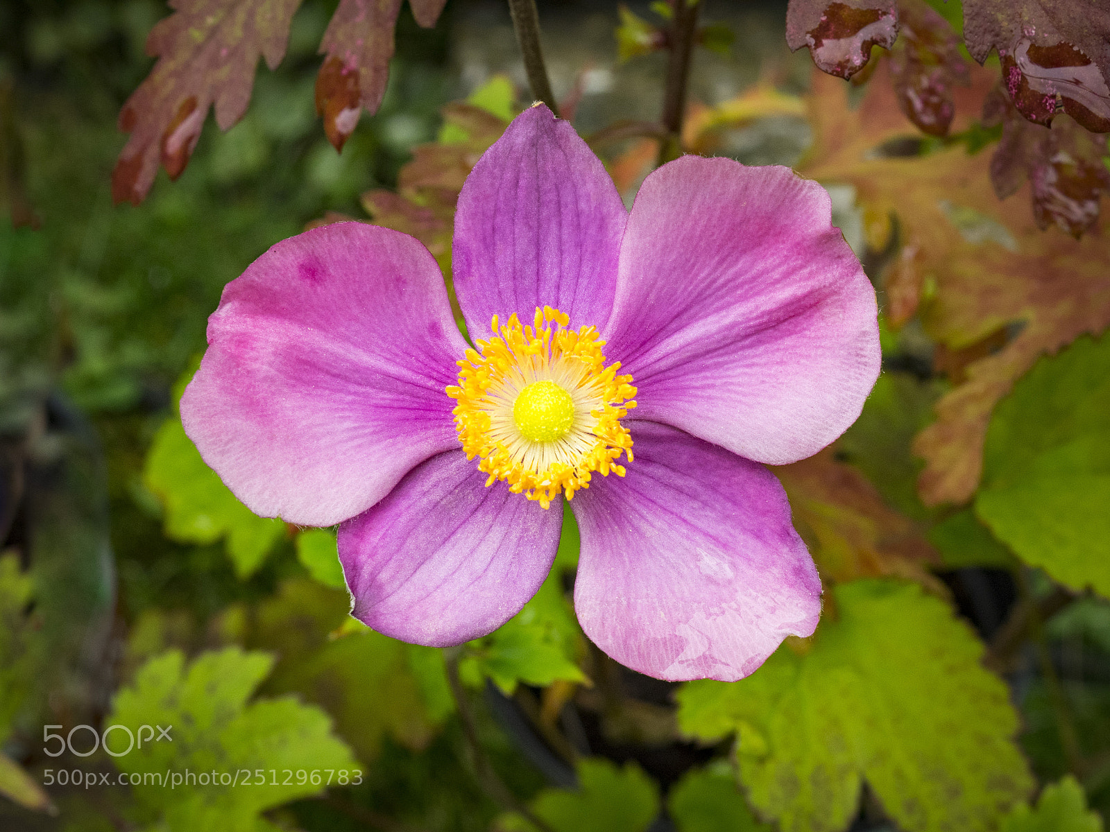 Olympus OM-D E-M1 sample photo. Beautiful flower photography