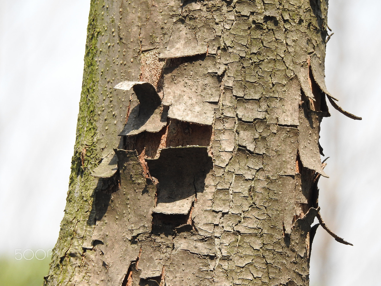 Nikon COOLPIX P900s sample photo. A peeling trunk photography