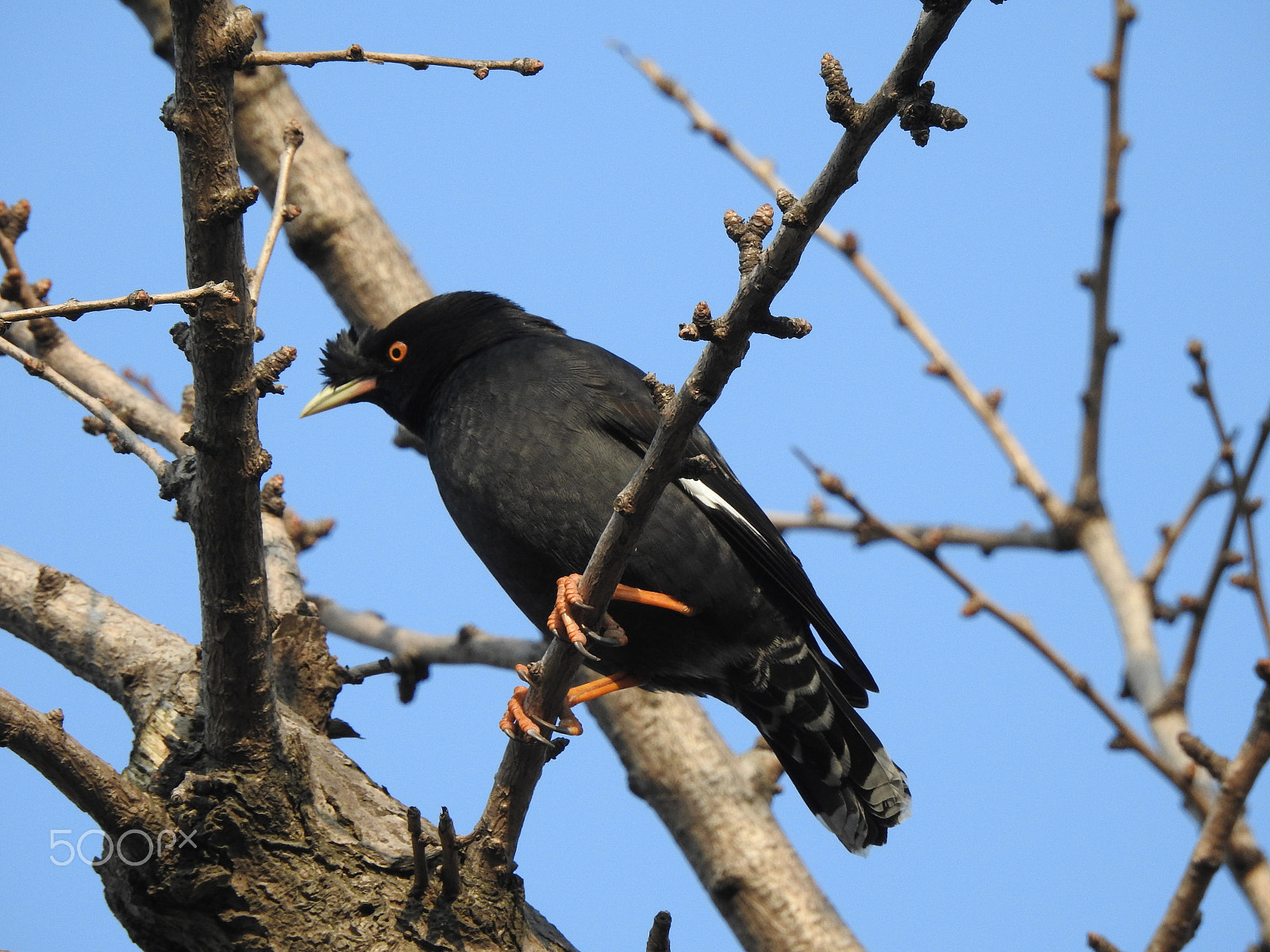 Nikon COOLPIX P900s sample photo. Perched for breakfast photography