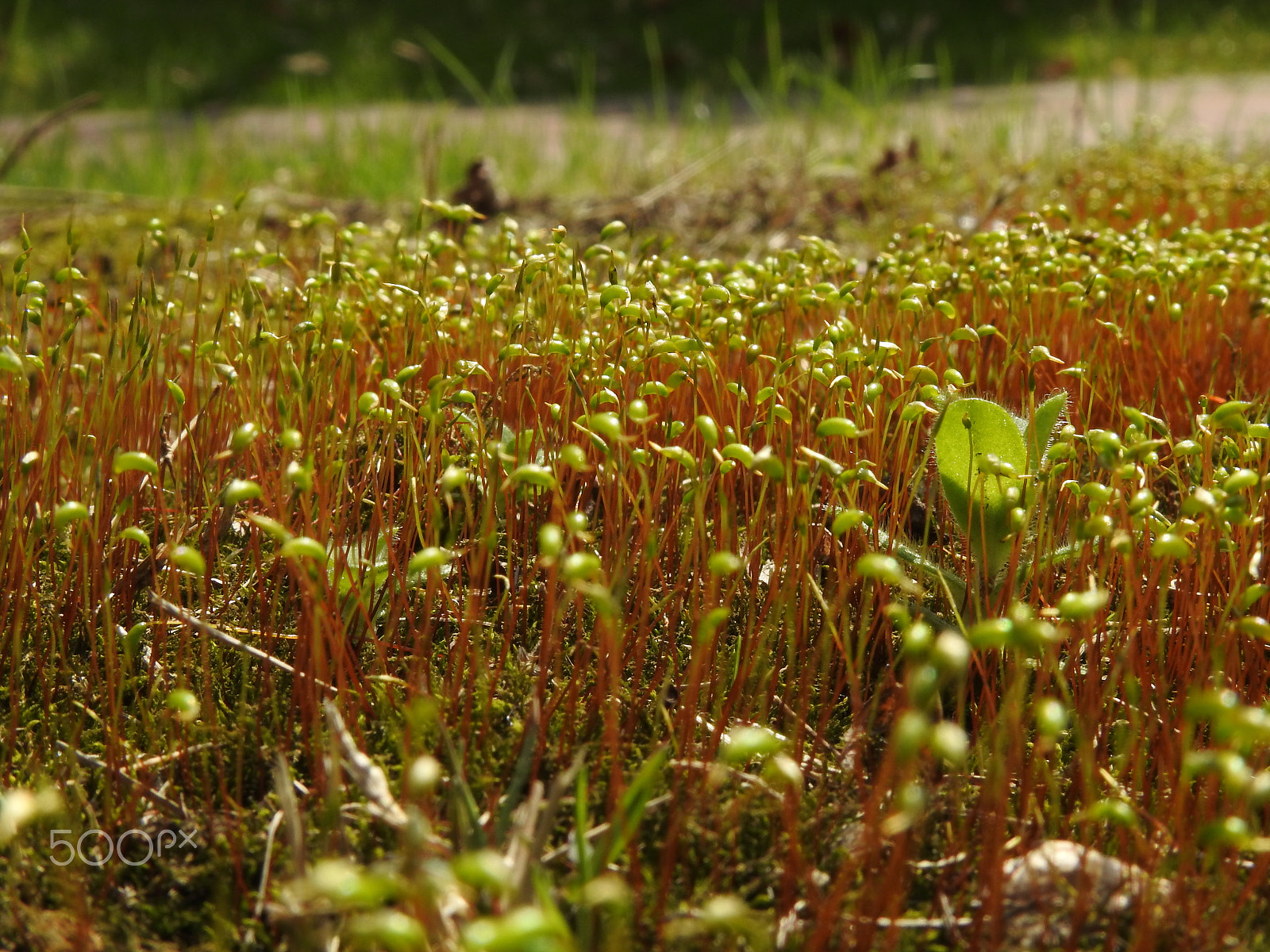 Nikon COOLPIX P900s sample photo. A field of moss photography