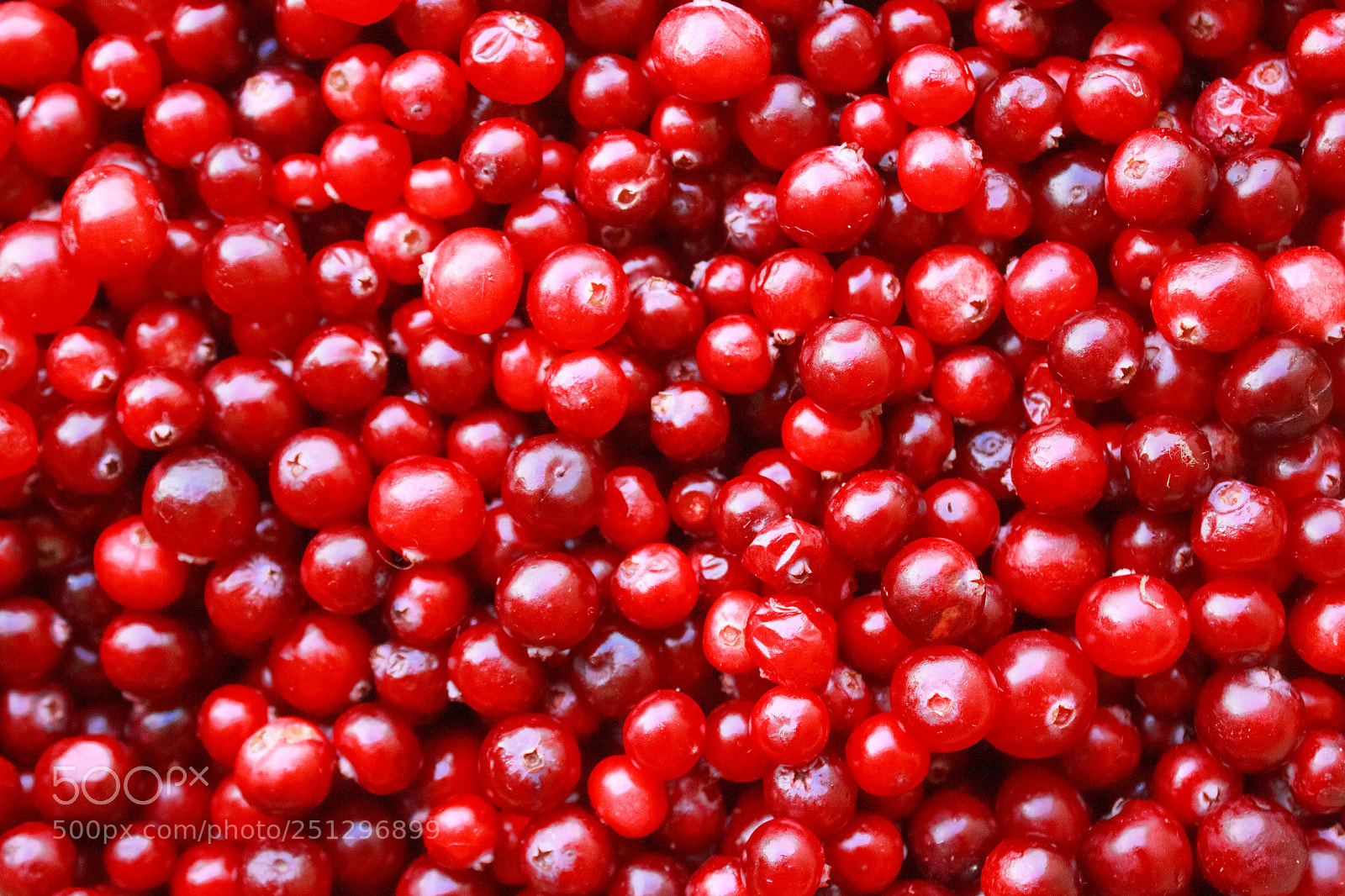 Canon EOS 650D (EOS Rebel T4i / EOS Kiss X6i) sample photo. Red berries close-up photography