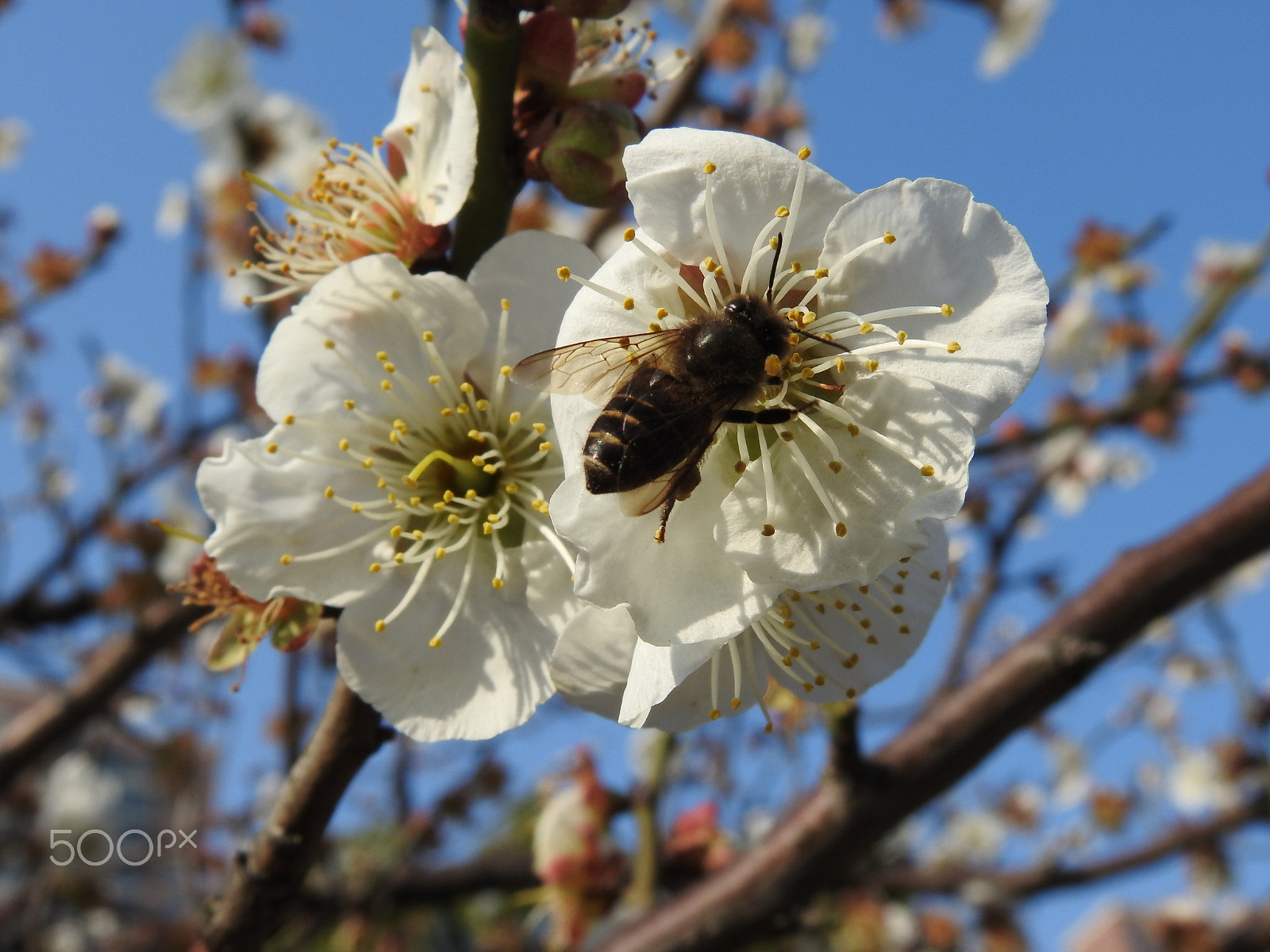 Nikon COOLPIX P900s sample photo. A close up of a busy bee photography